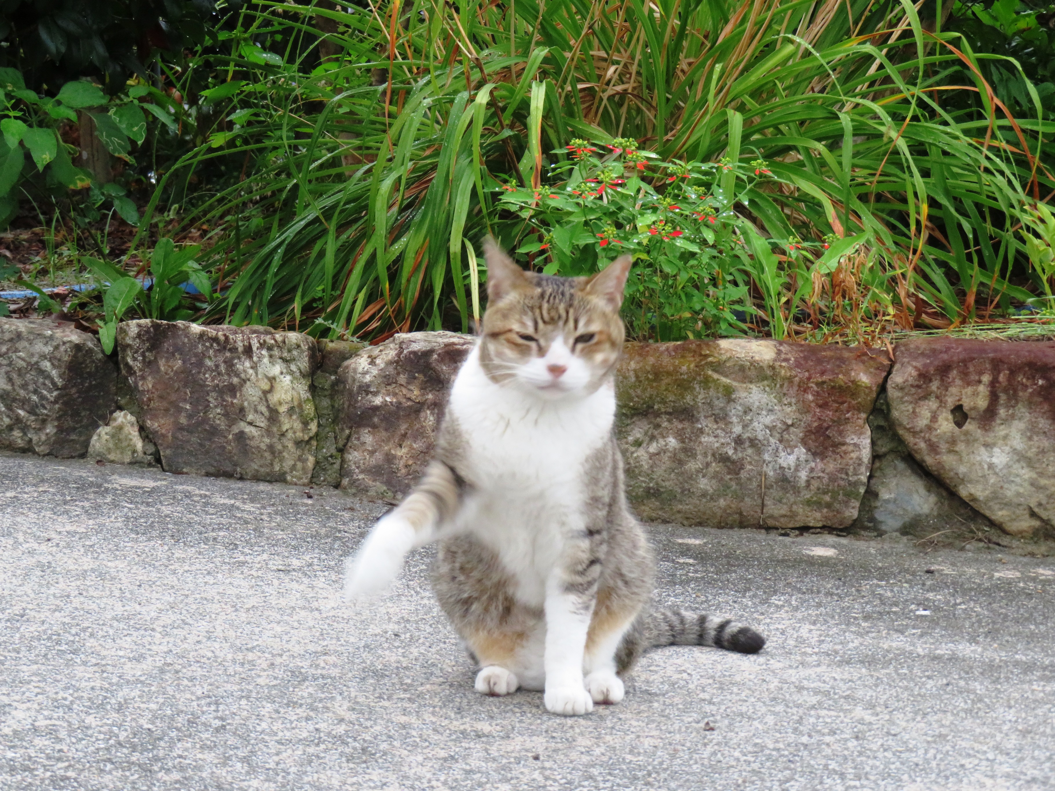 ねこ、風太　巡回