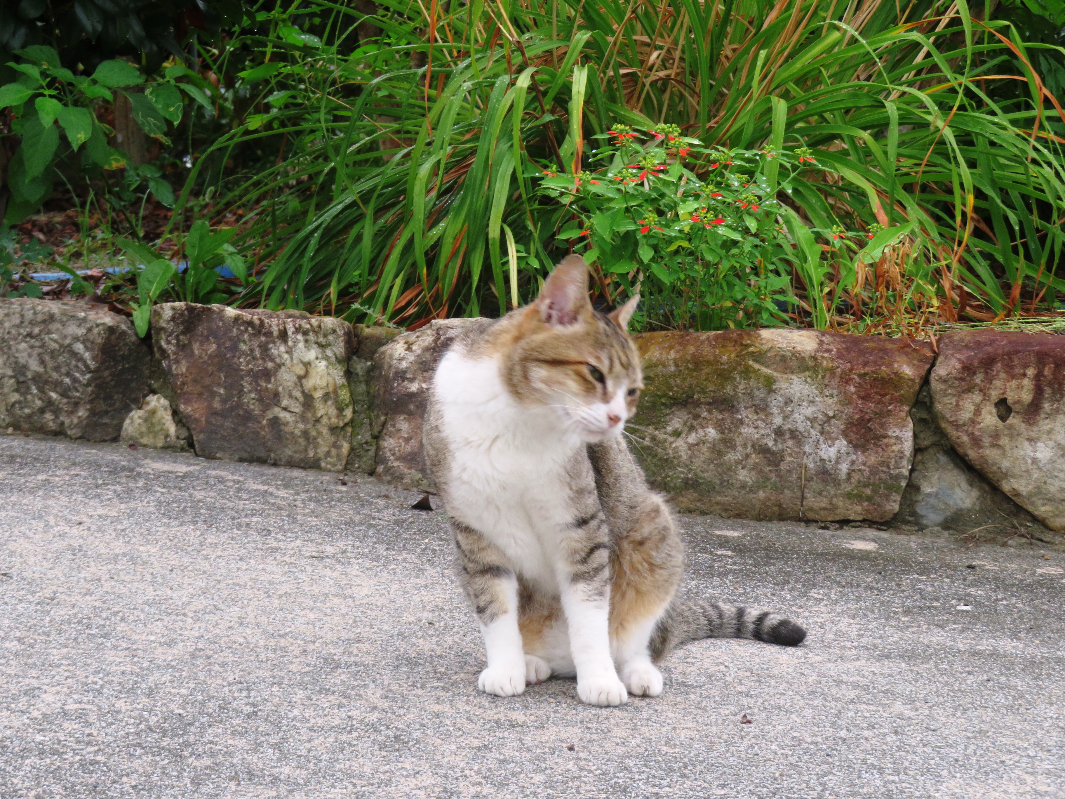 ねこ、風太　巡回
