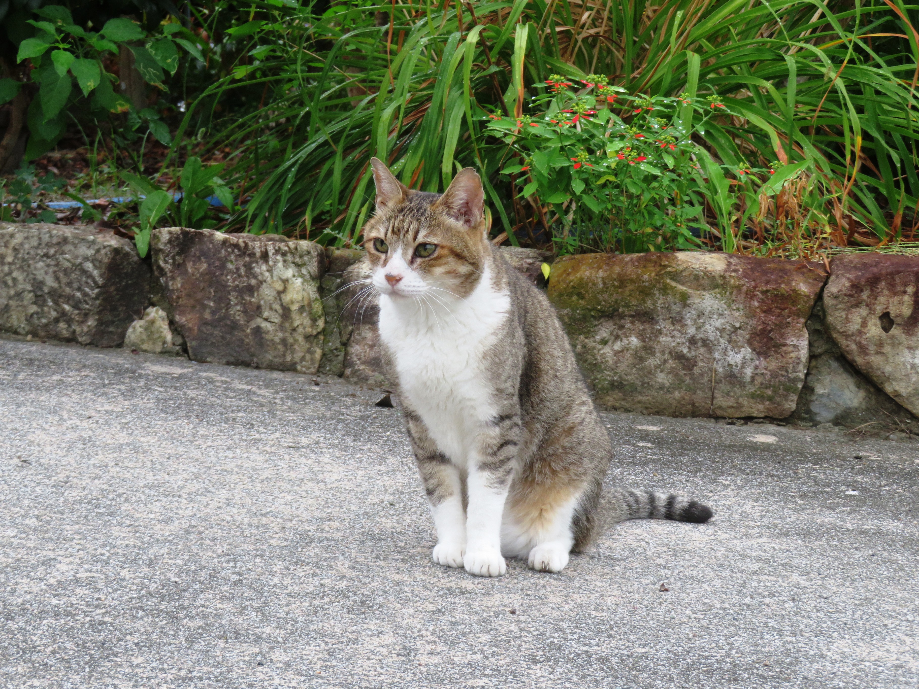 ねこ、風太　巡回