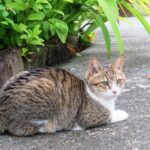 ねこ、風太　巡回