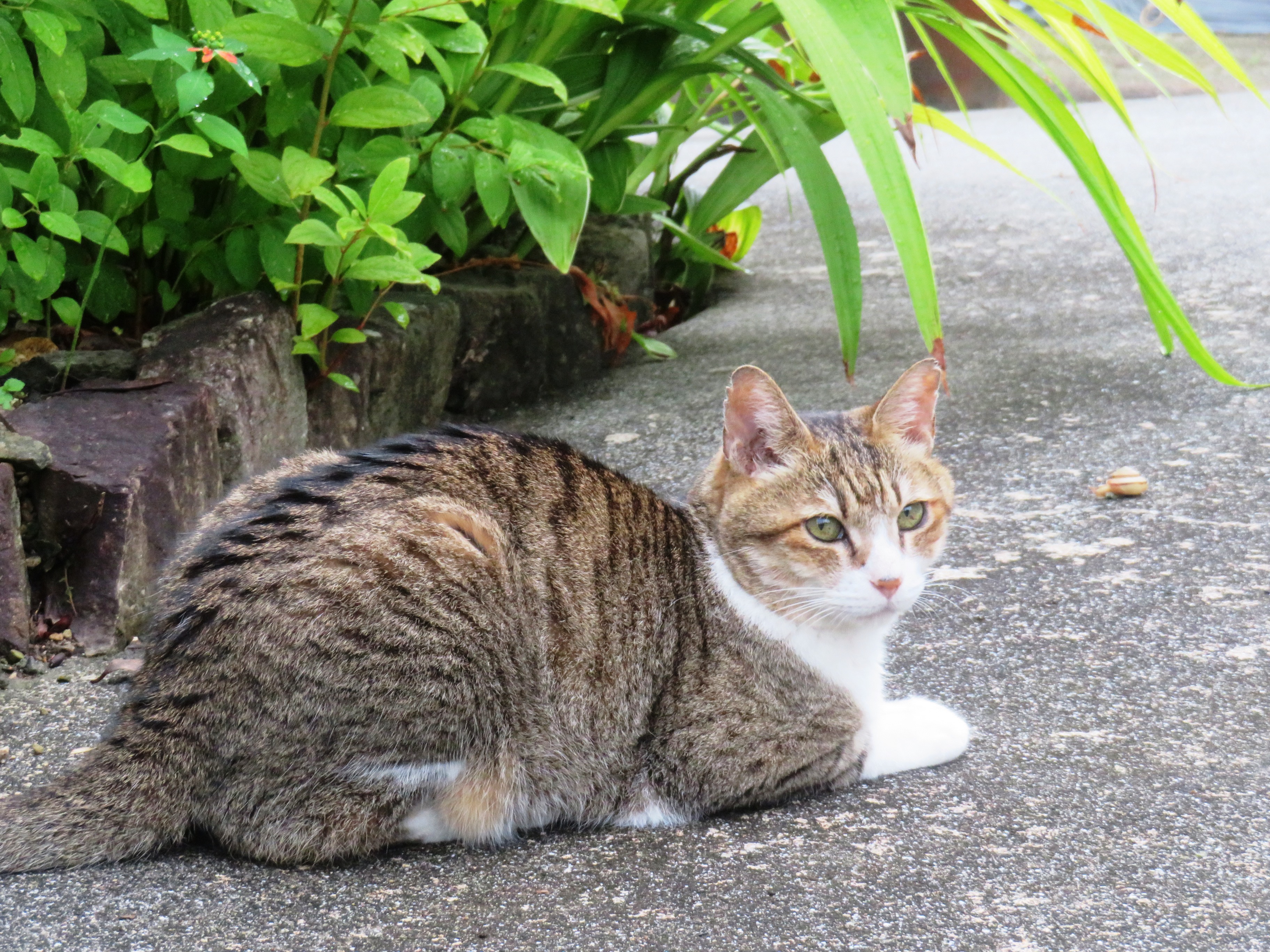 ねこ、風太 巡回