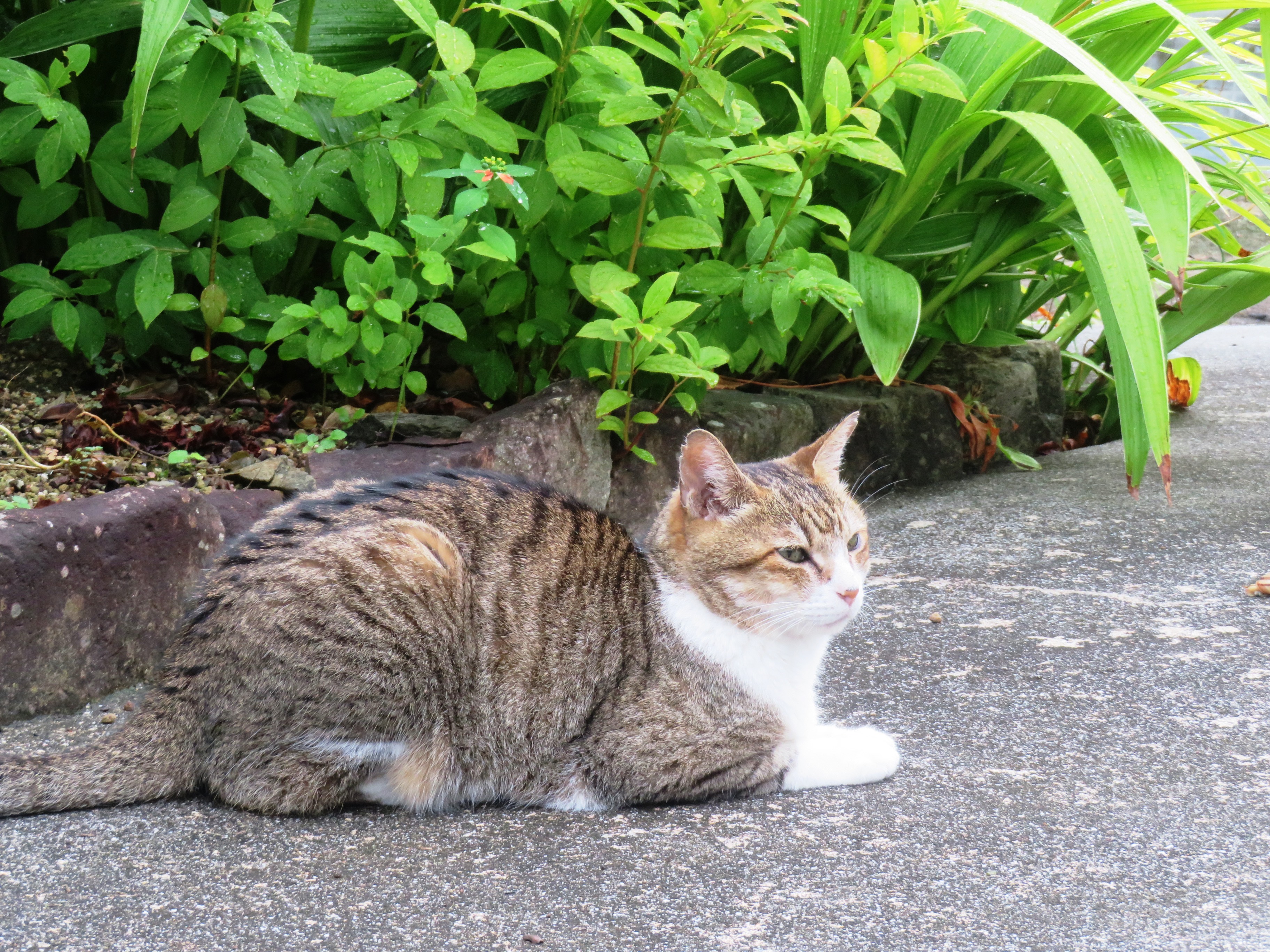 ねこ、風太 巡回