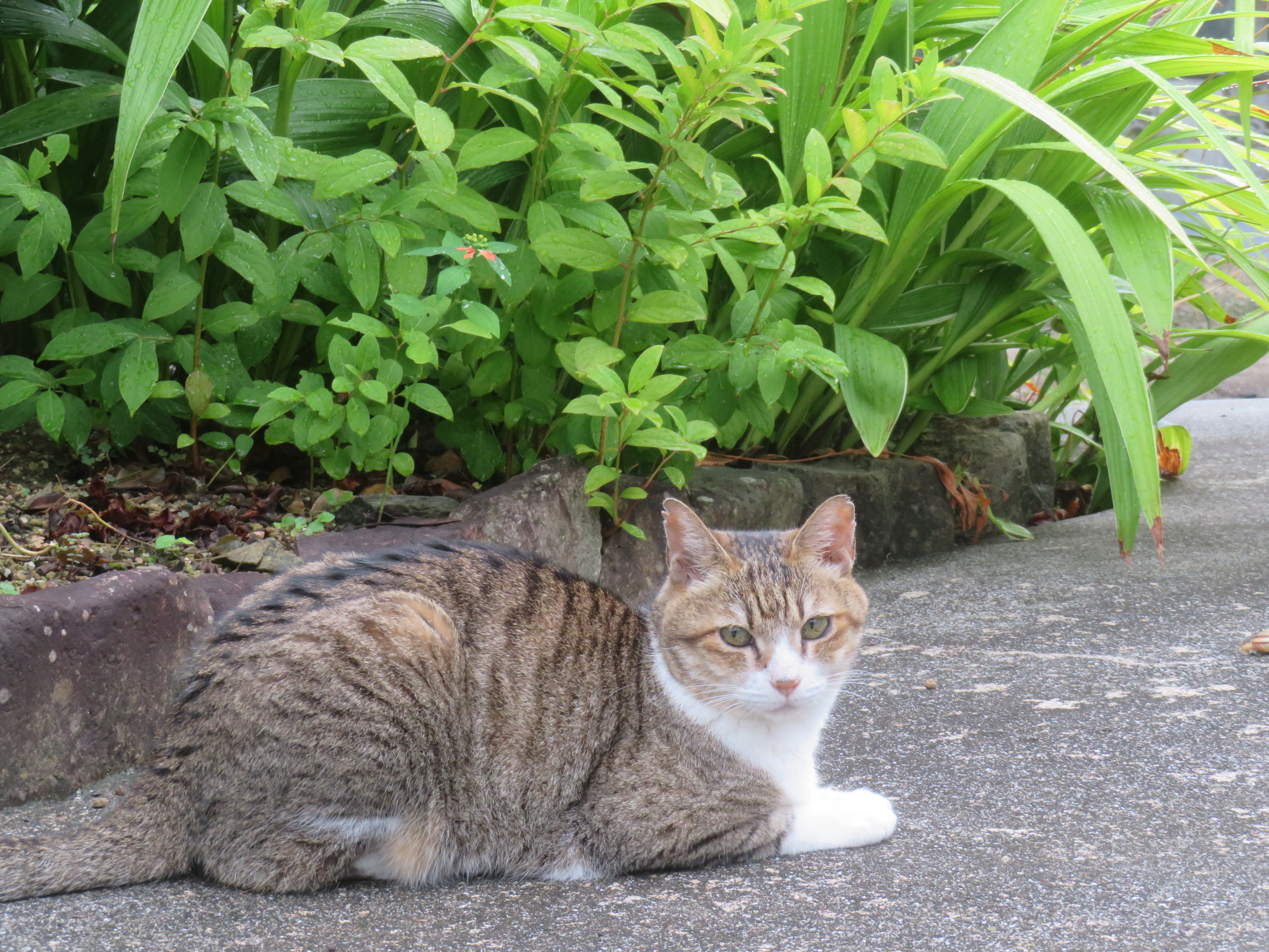 ねこ、風太 巡回