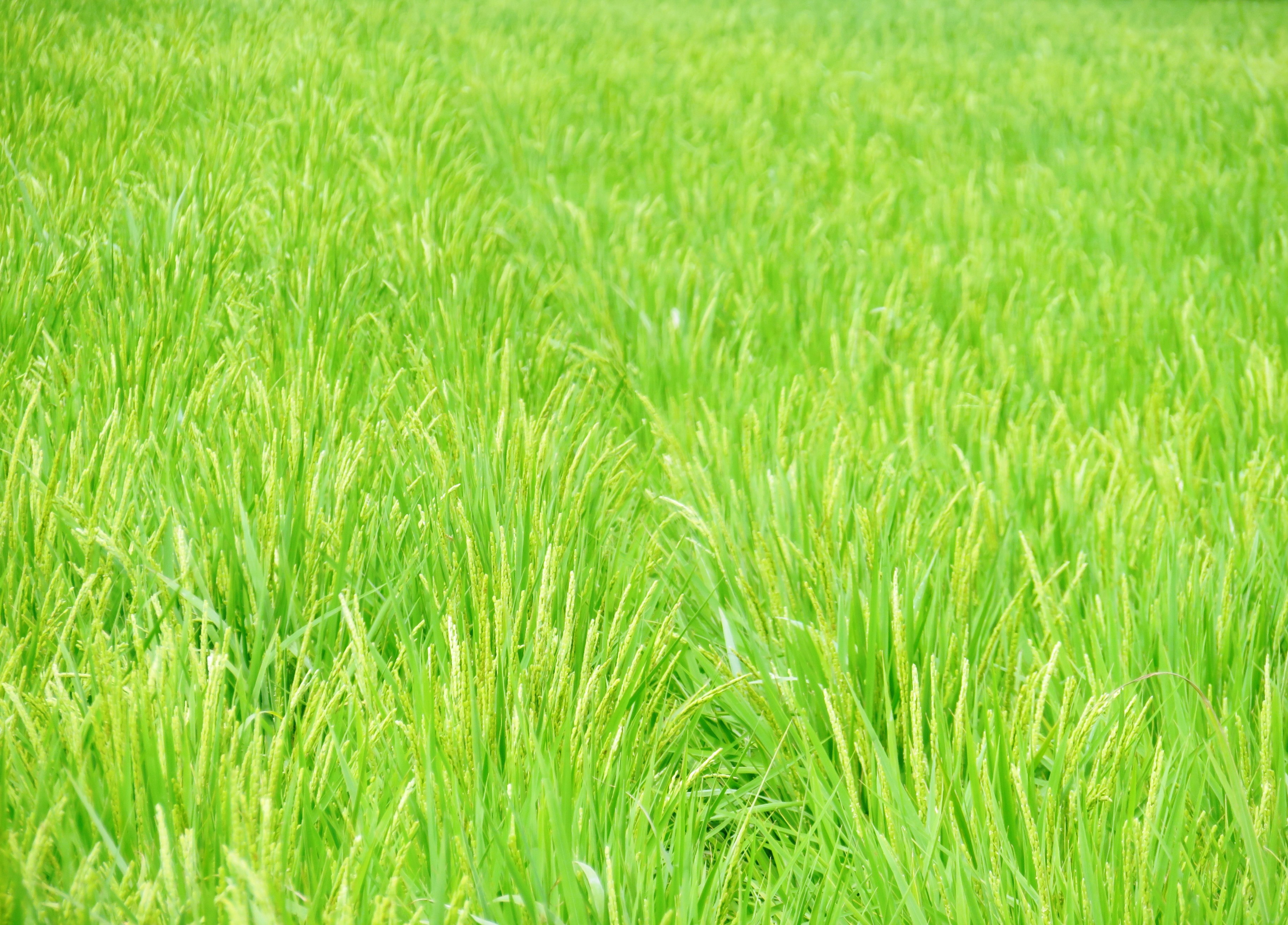 8月の田んぼ