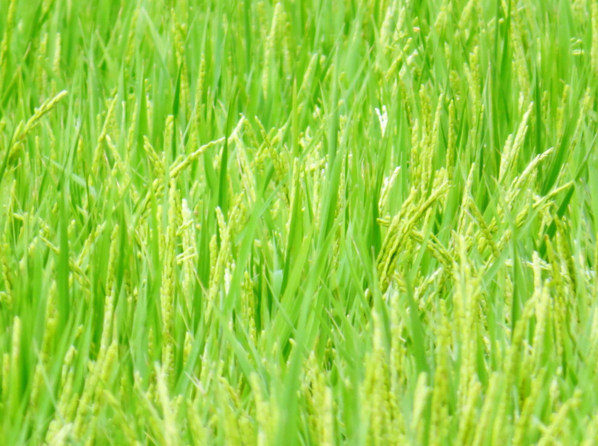8月の田んぼ
