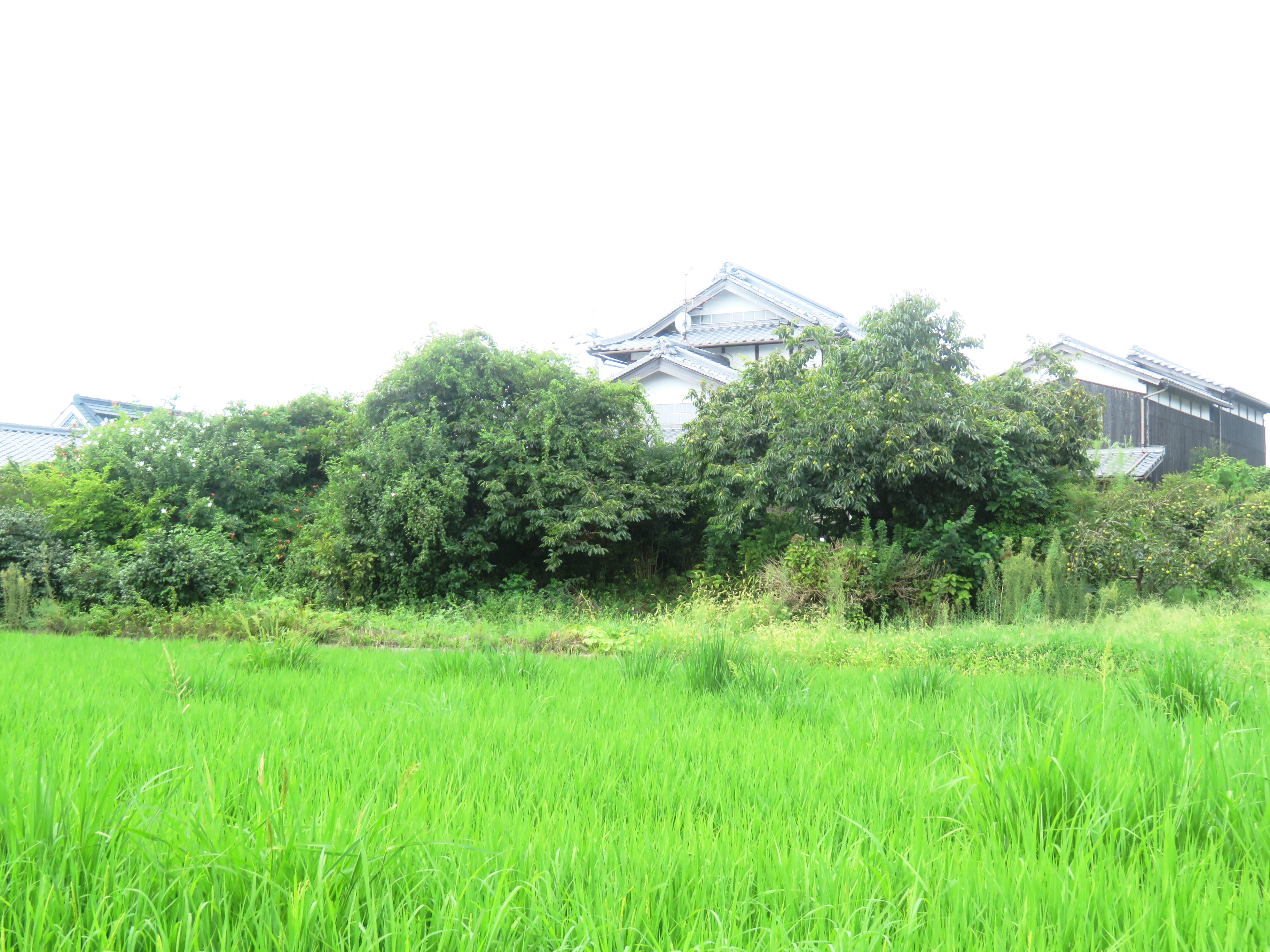 8月の田舎