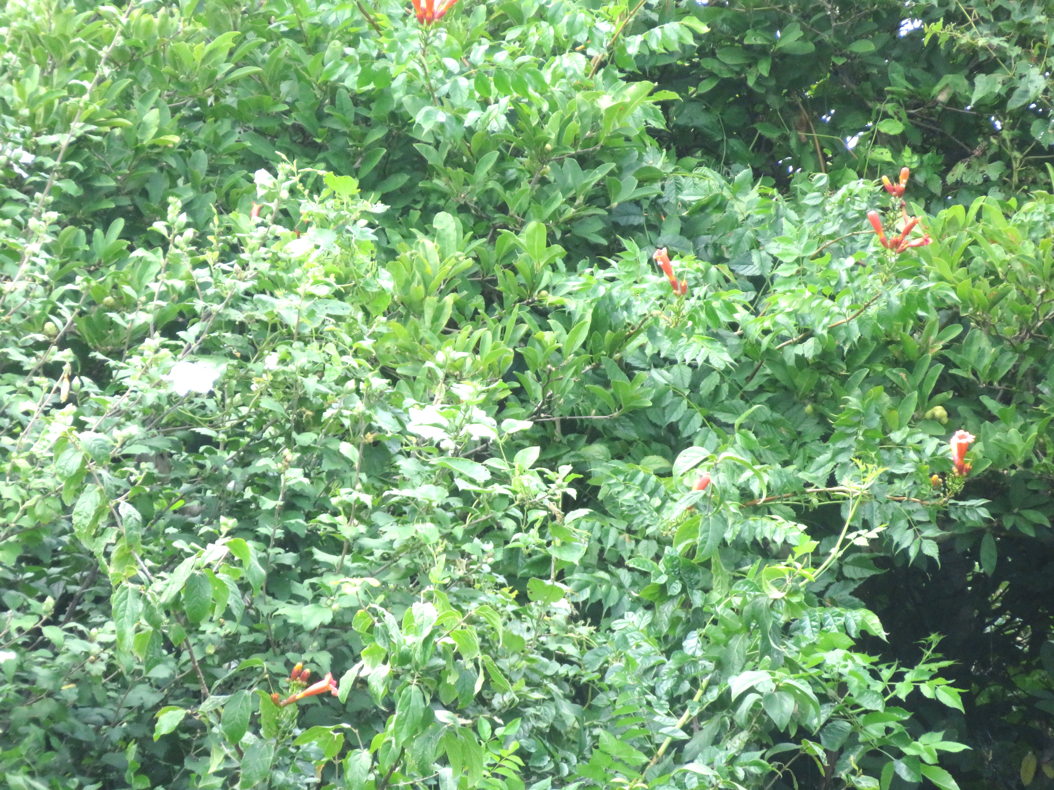 ノウゼンカズラ（凌霄花とムクゲ（木槿）