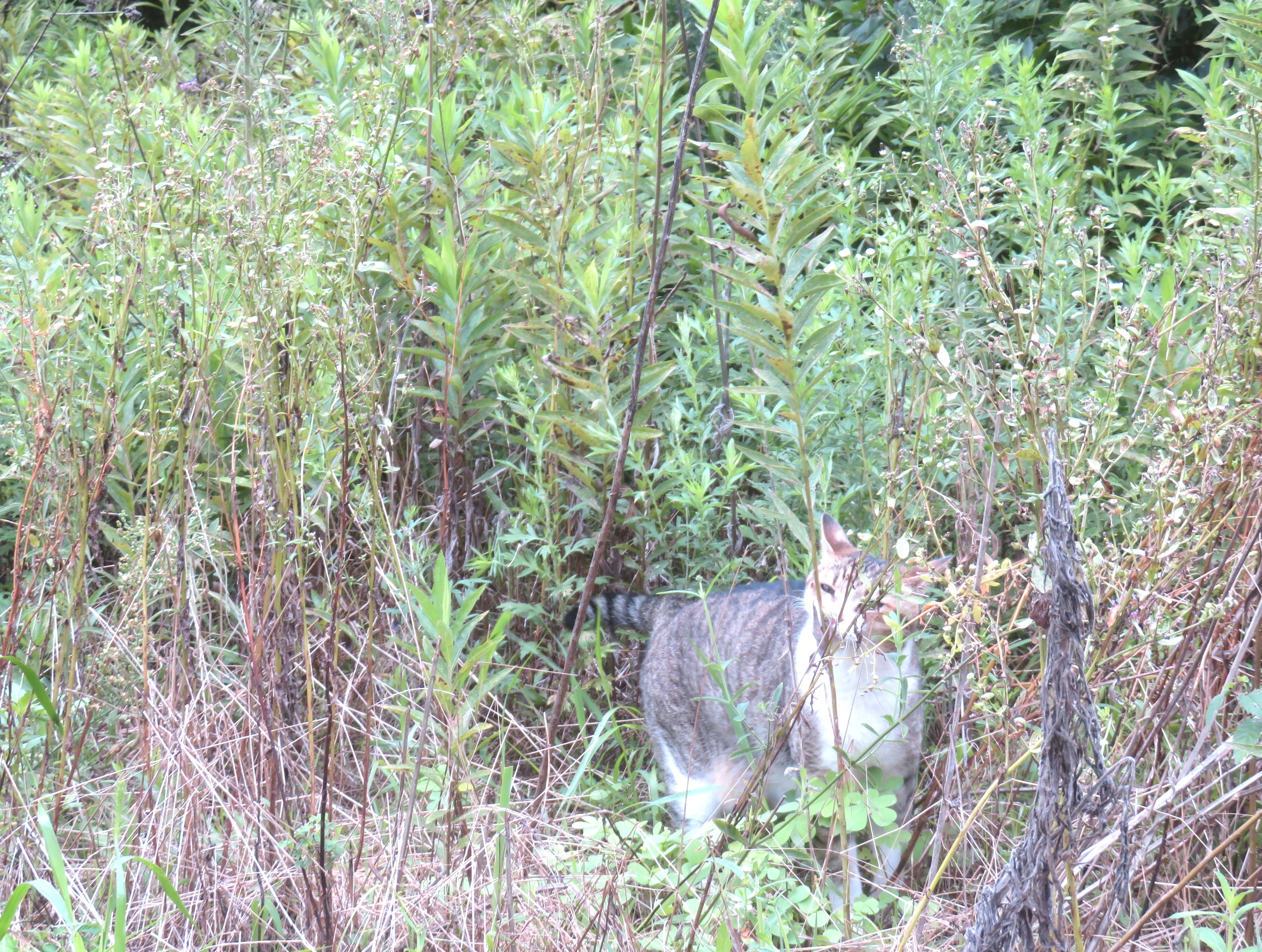 ねこ、風太 巡回