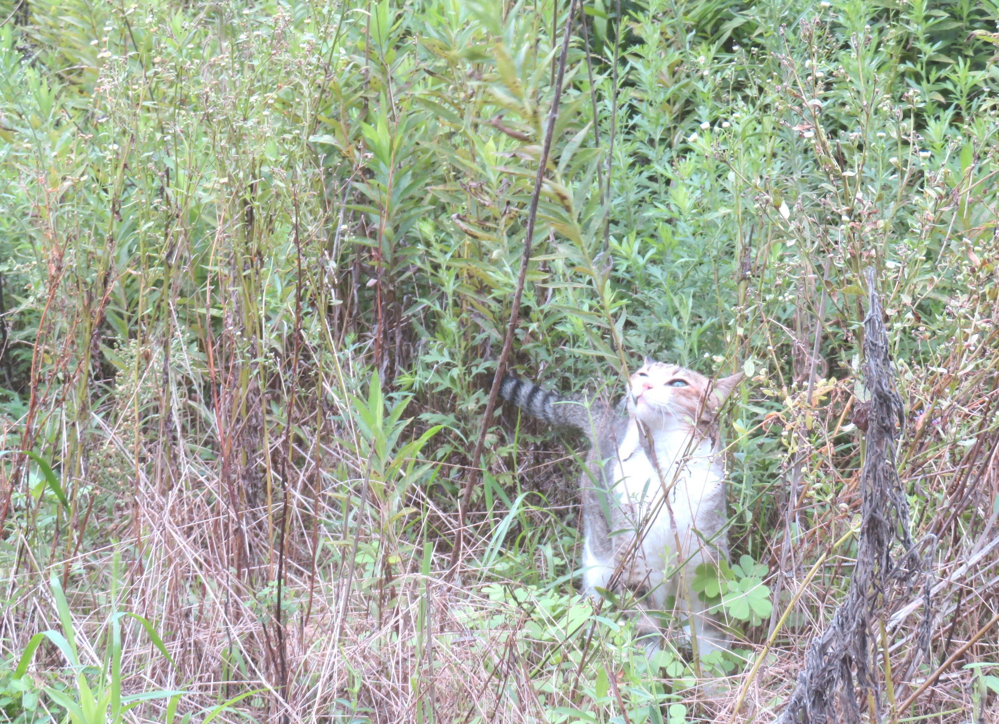 ねこ、風太 巡回