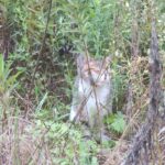ねこ、風太　巡回
