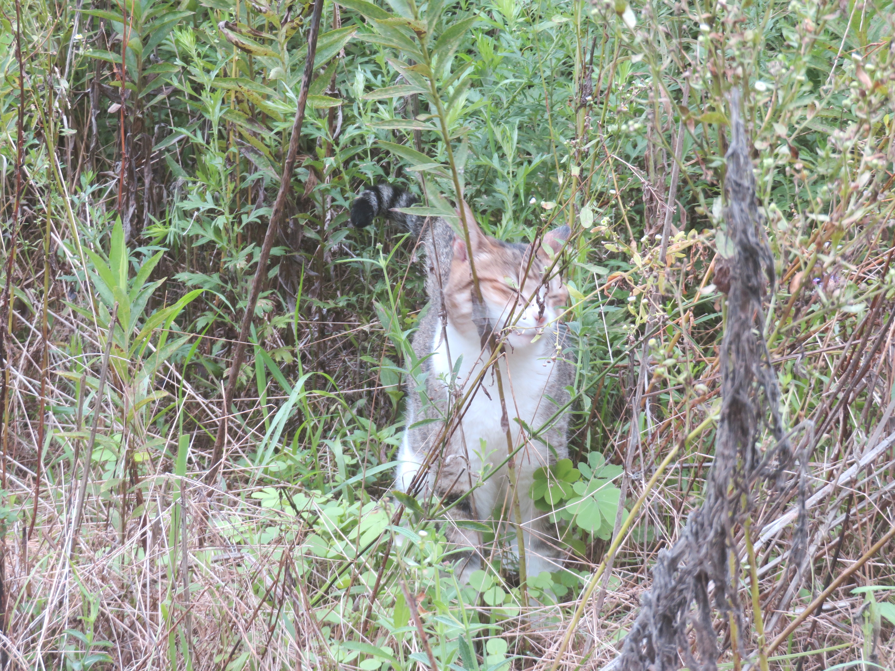 ねこ、風太 巡回