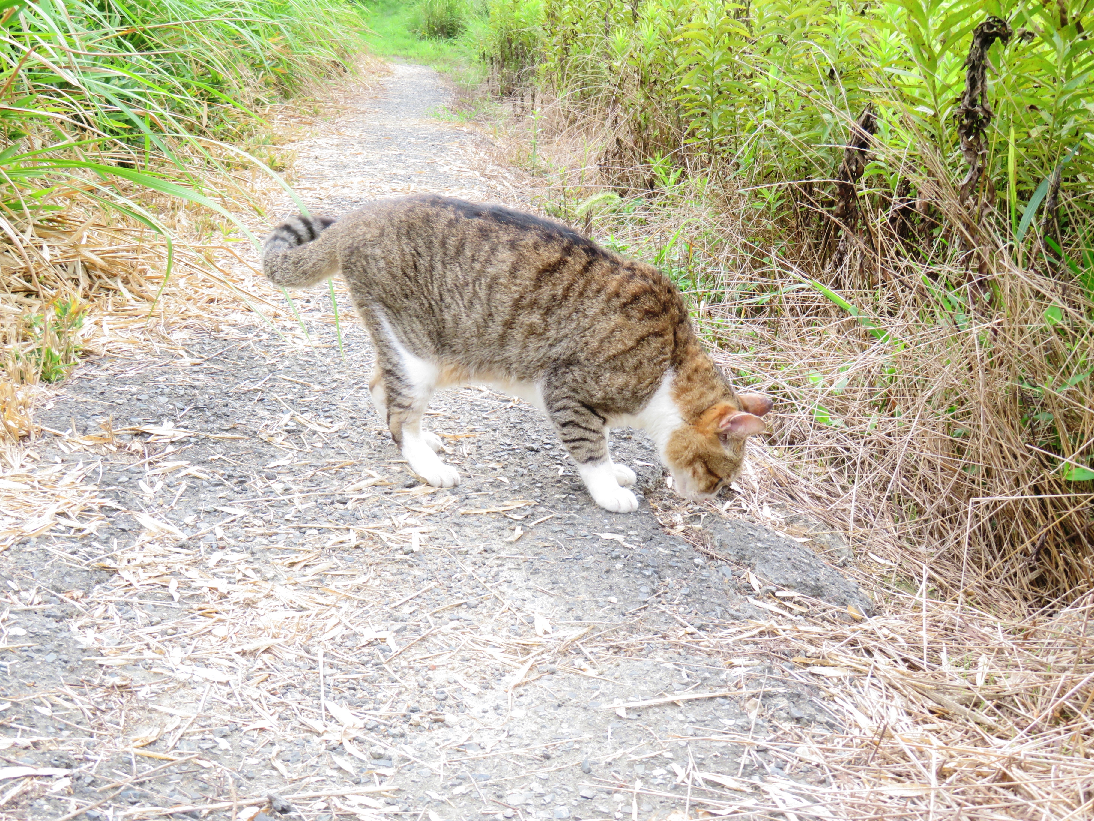 ねこ、風太 巡回