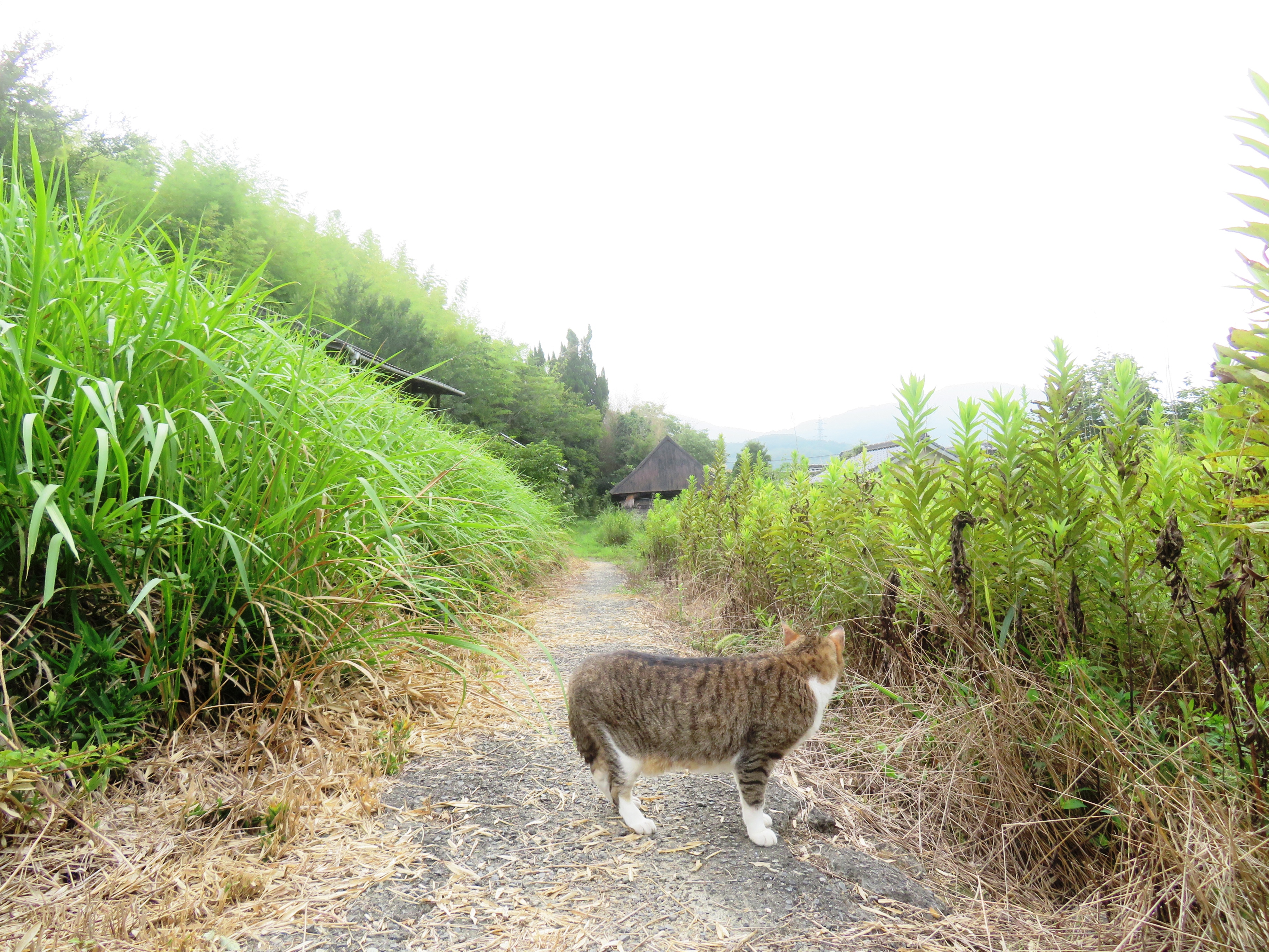 ねこ、風太 巡回