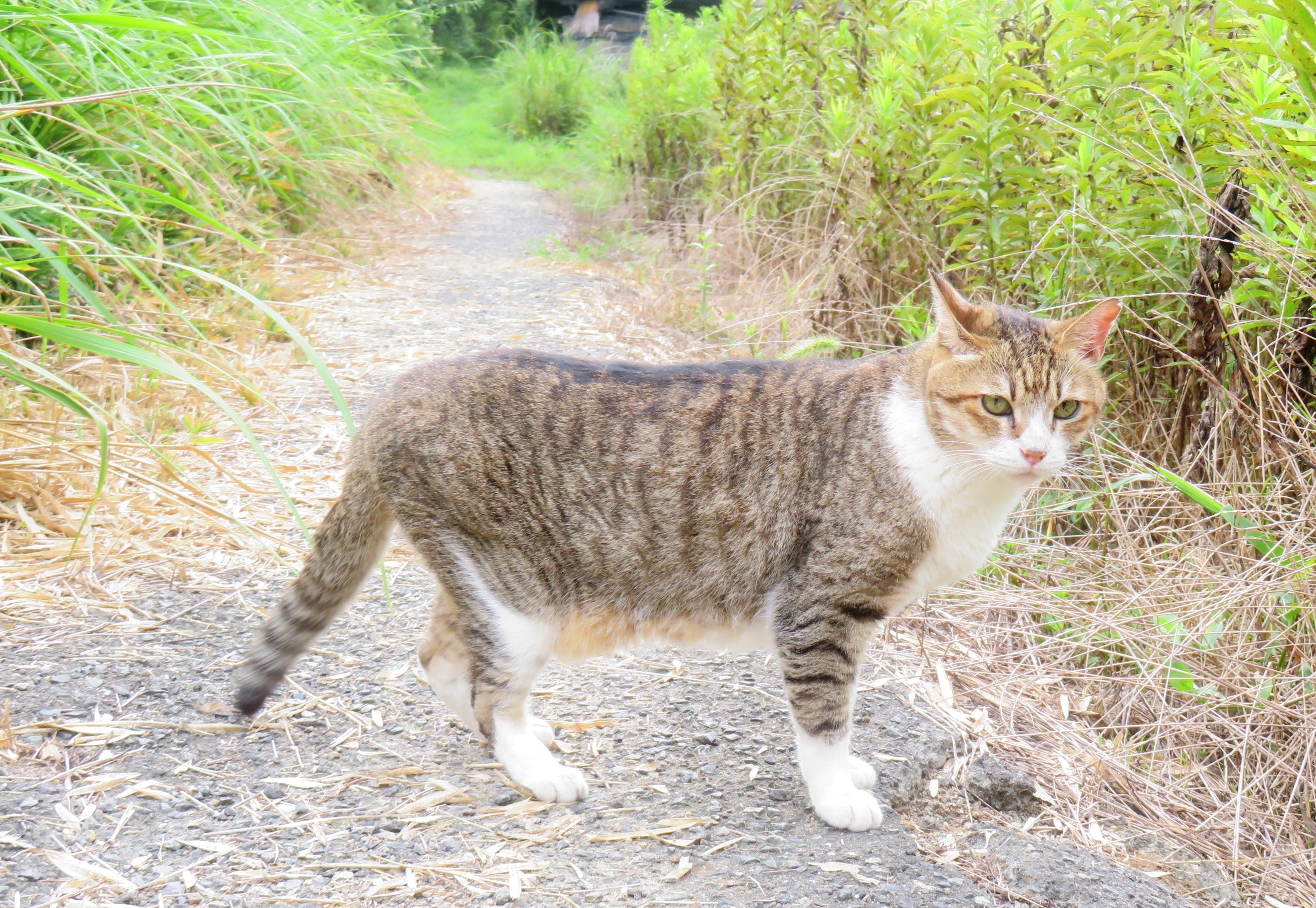 ねこ、風太 巡回