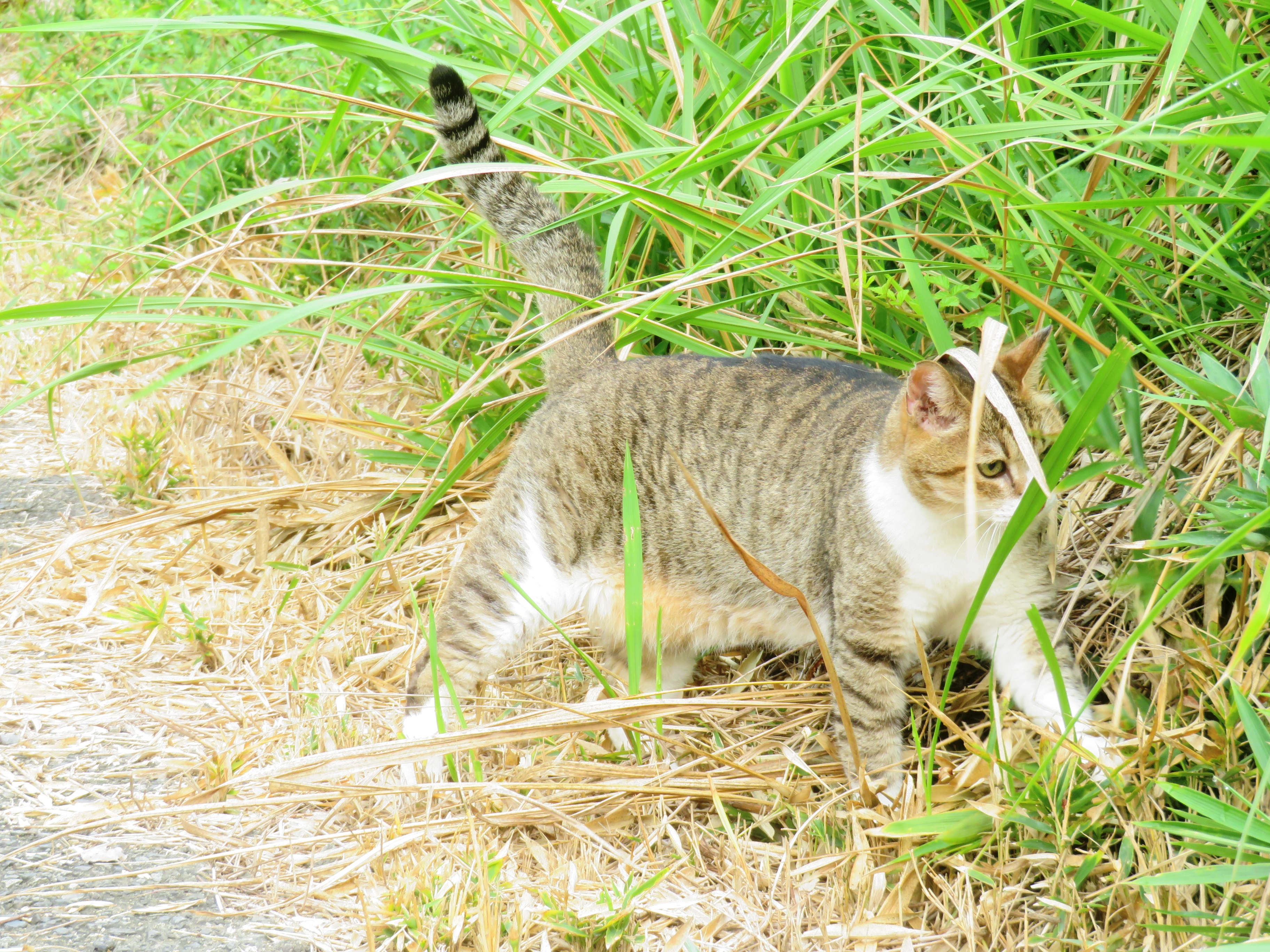 ねこ、風太 巡回