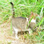ねこ、風太　巡回