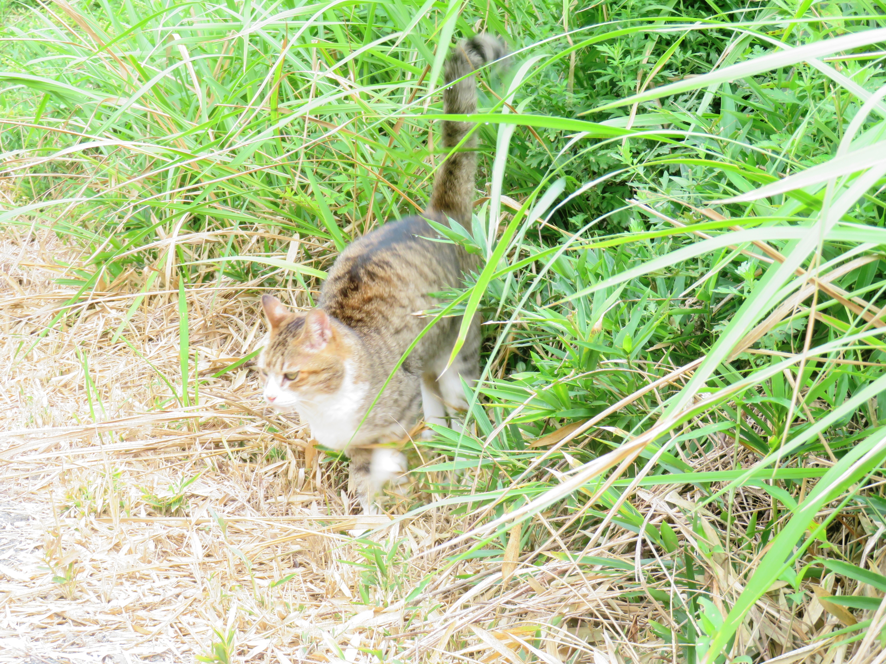 ねこ、風太 巡回