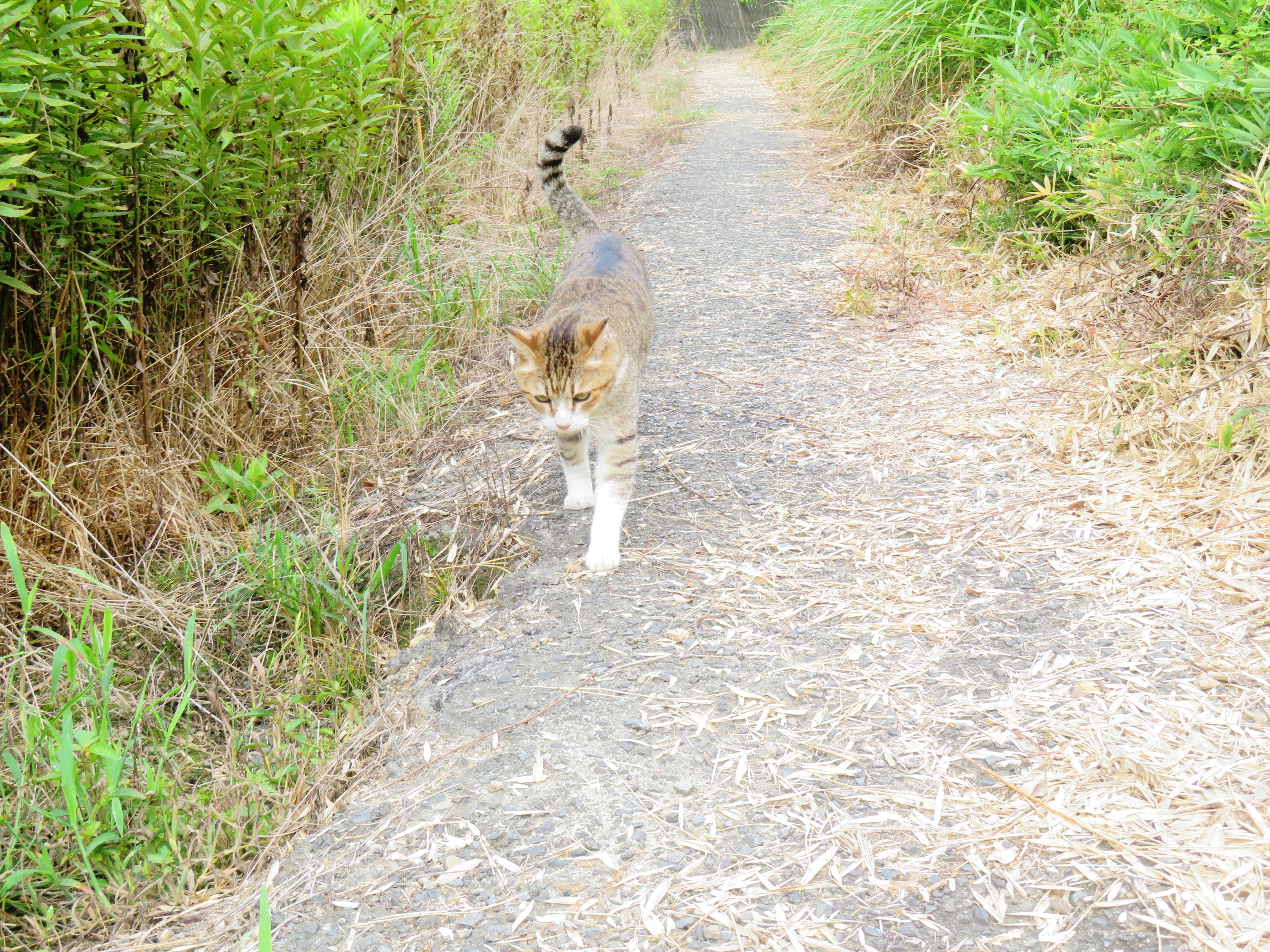 ねこ、風太　巡回