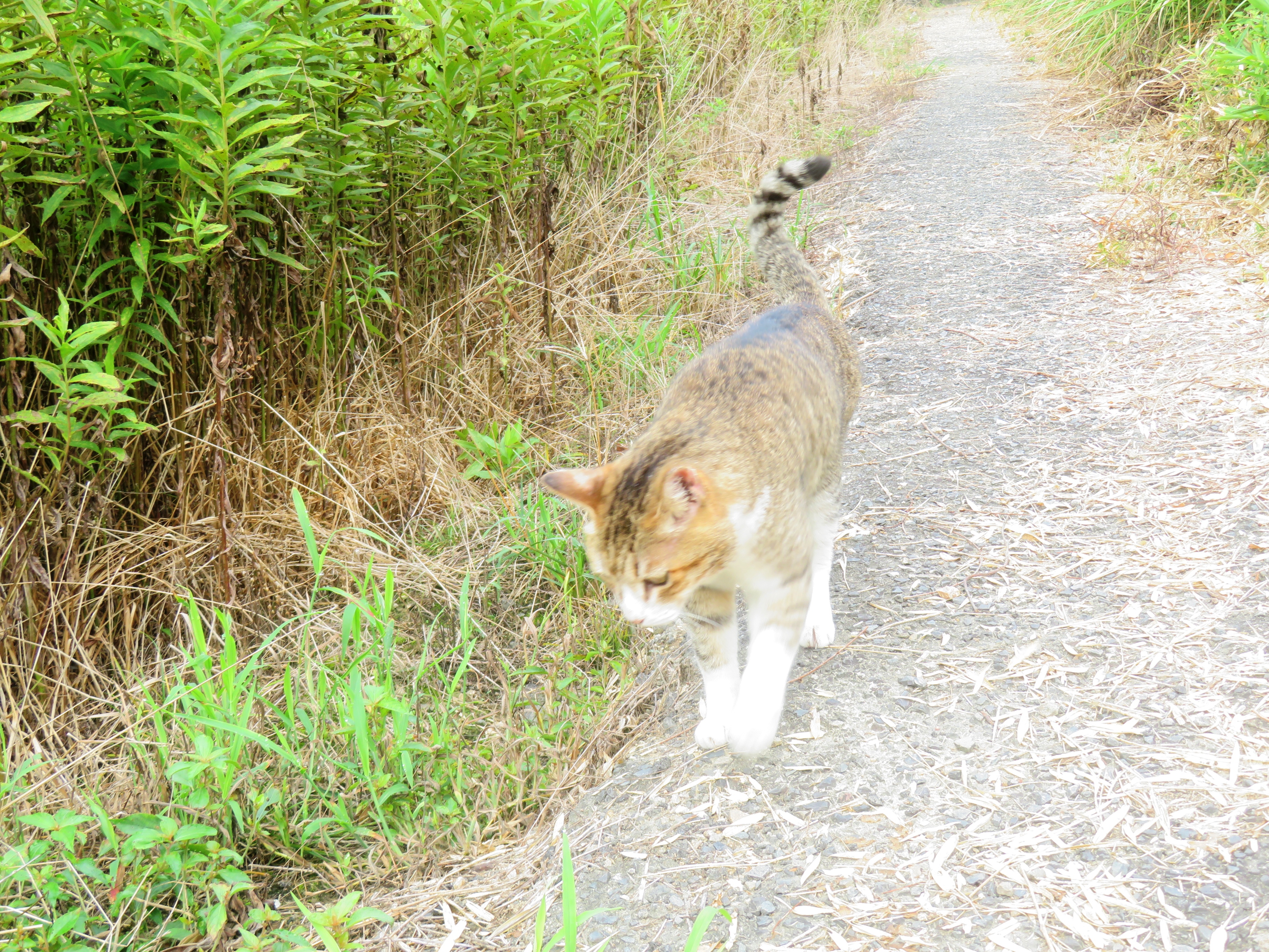 ねこ、風太　巡回