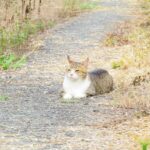 ねこ、風太　巡回
