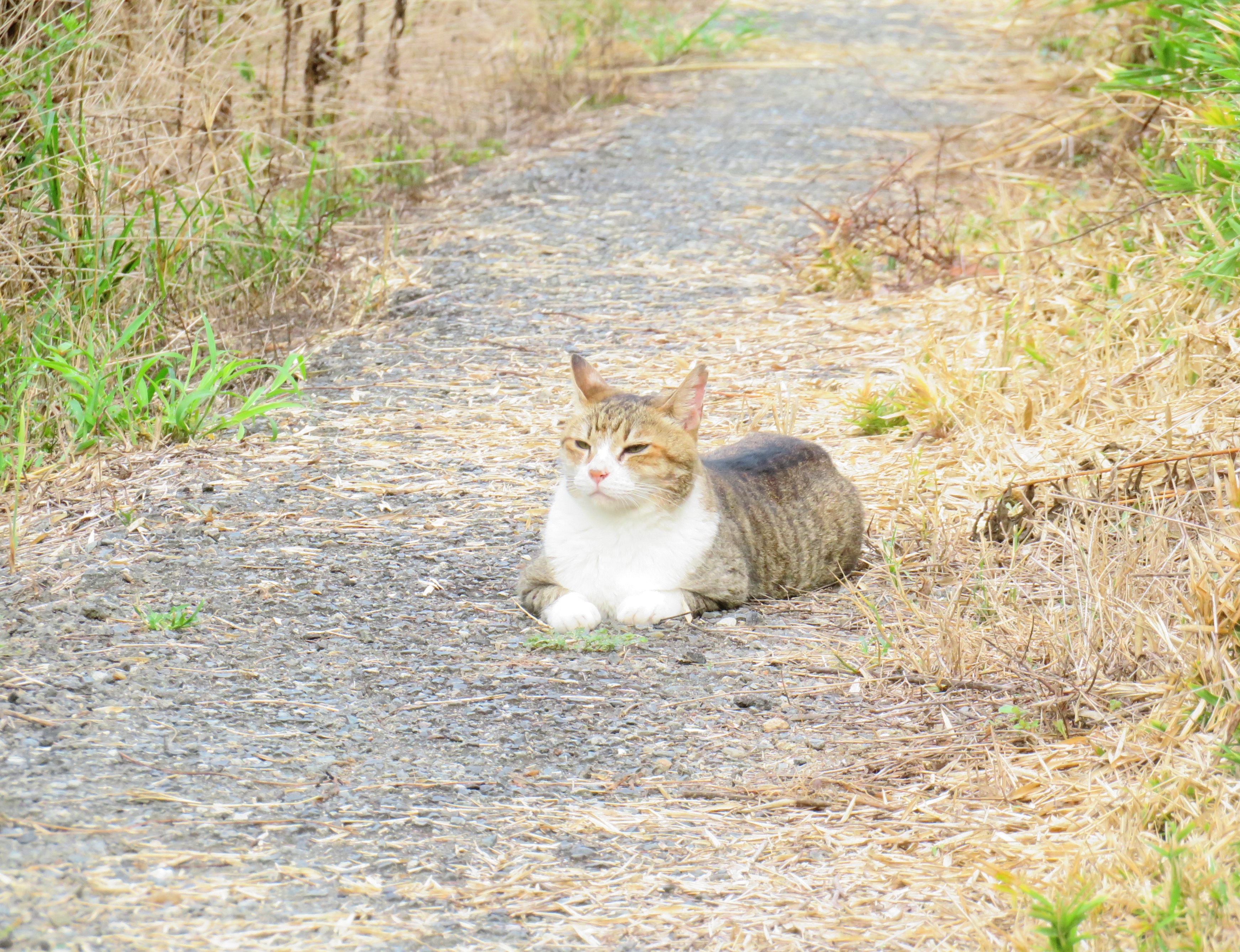 ねこ、風太　巡回
