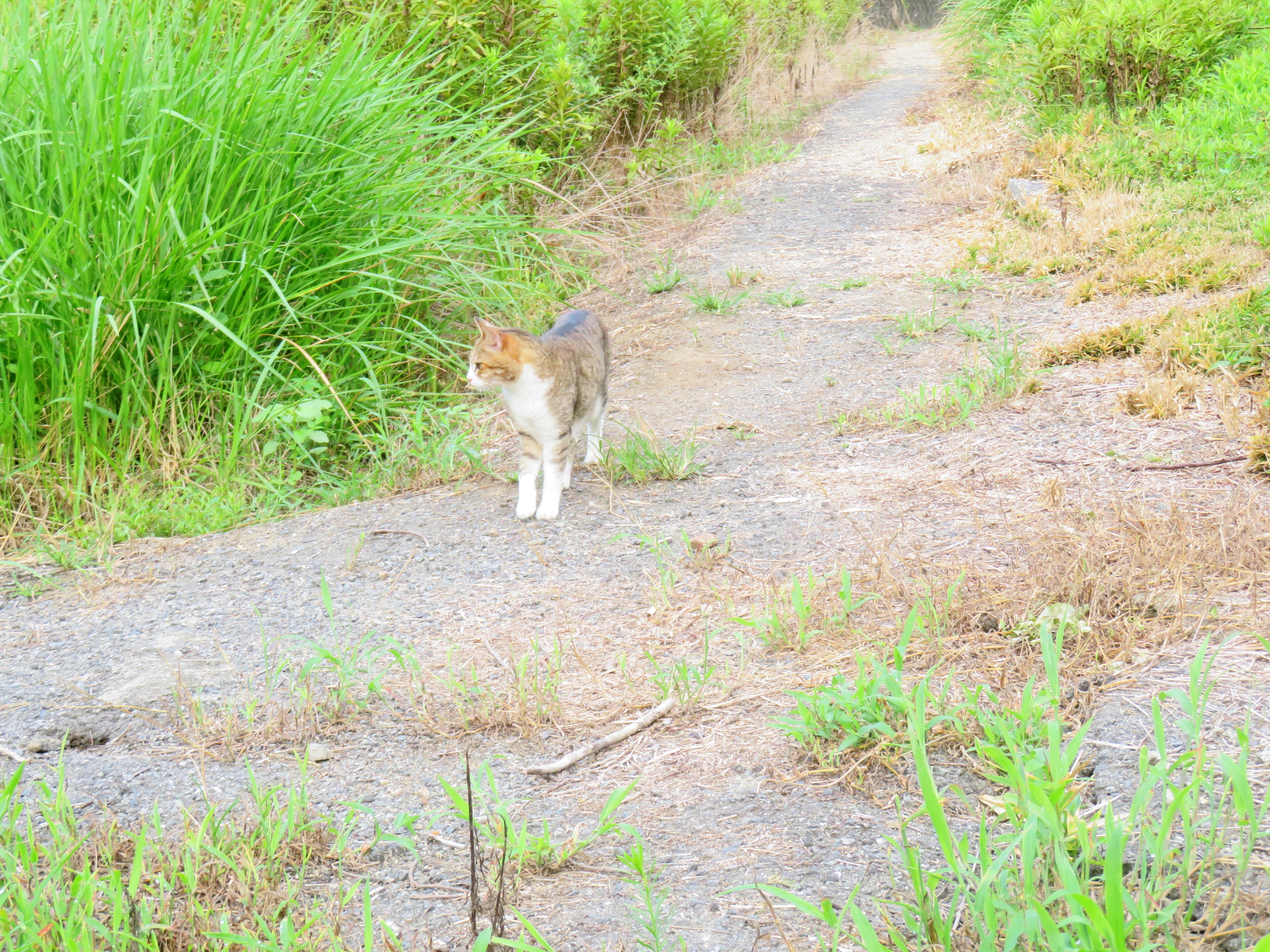 ねこ、風太 巡回