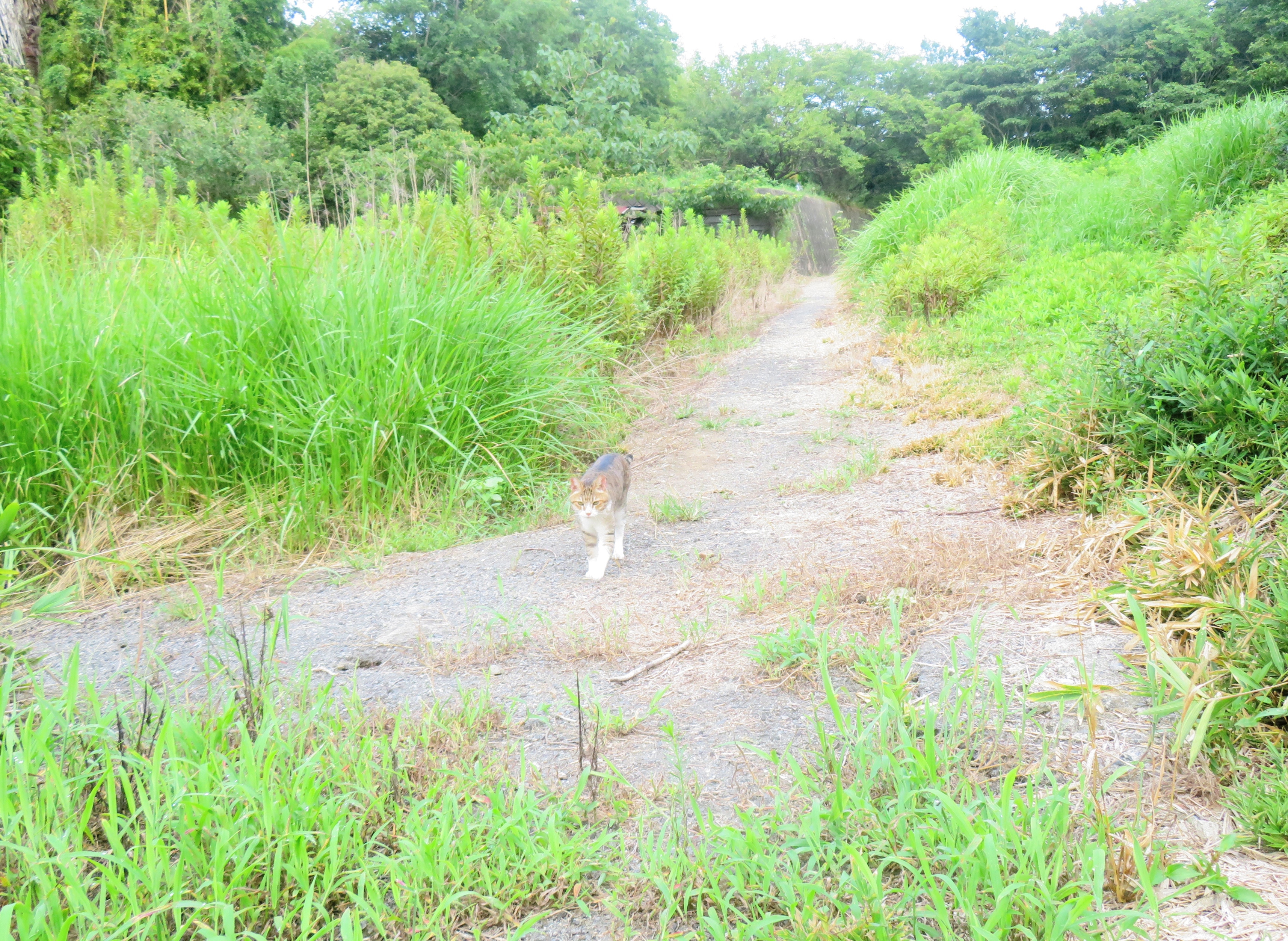 ねこ、風太 巡回