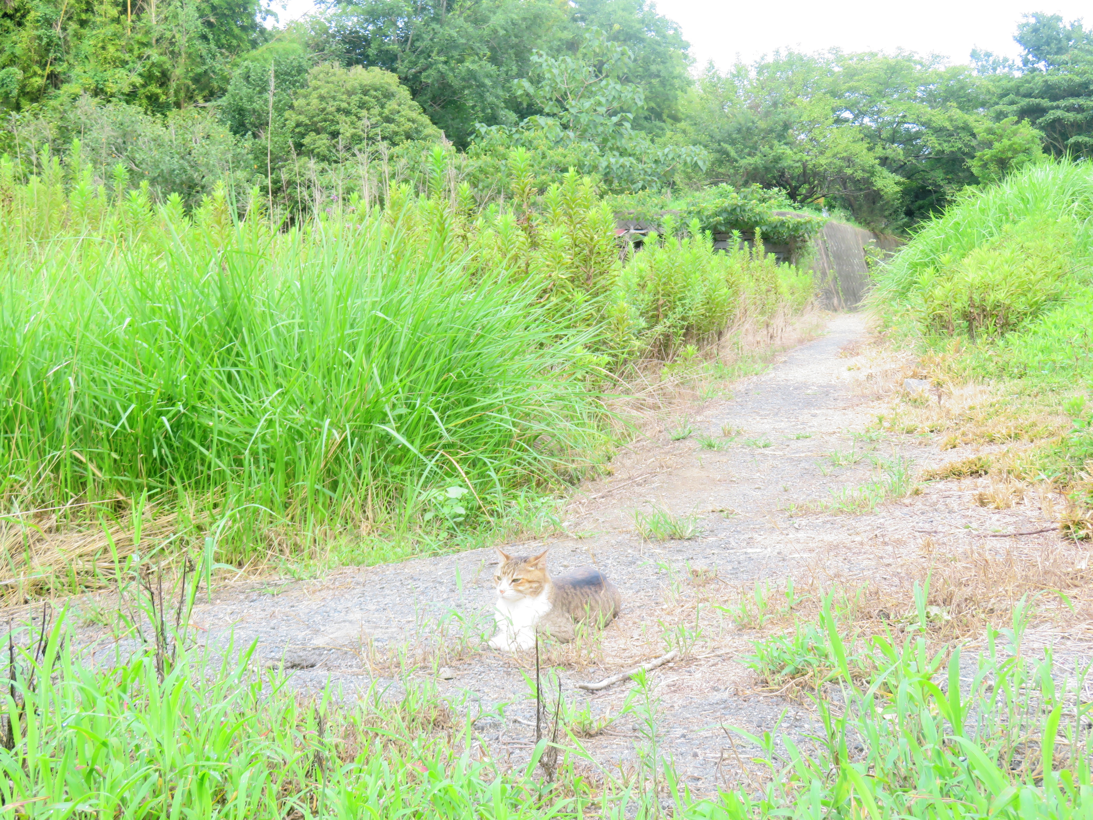 ねこ、風太 巡回