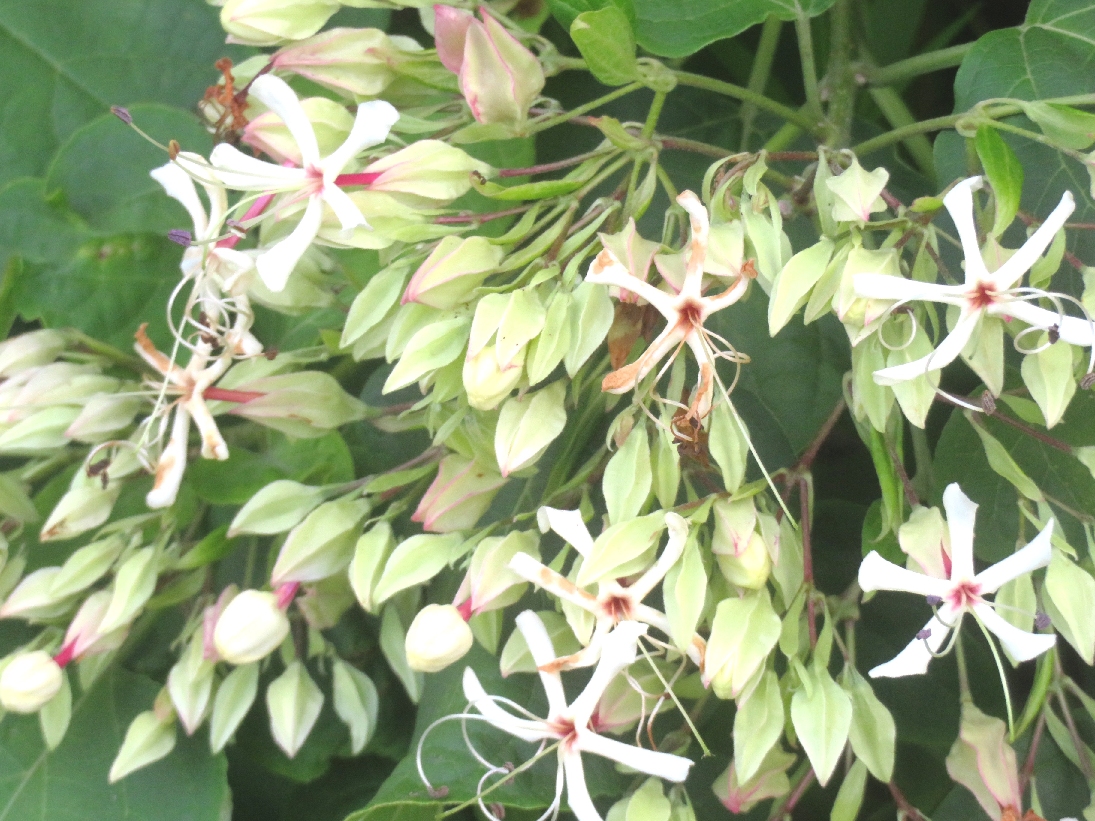 クサギ（臭木）の花