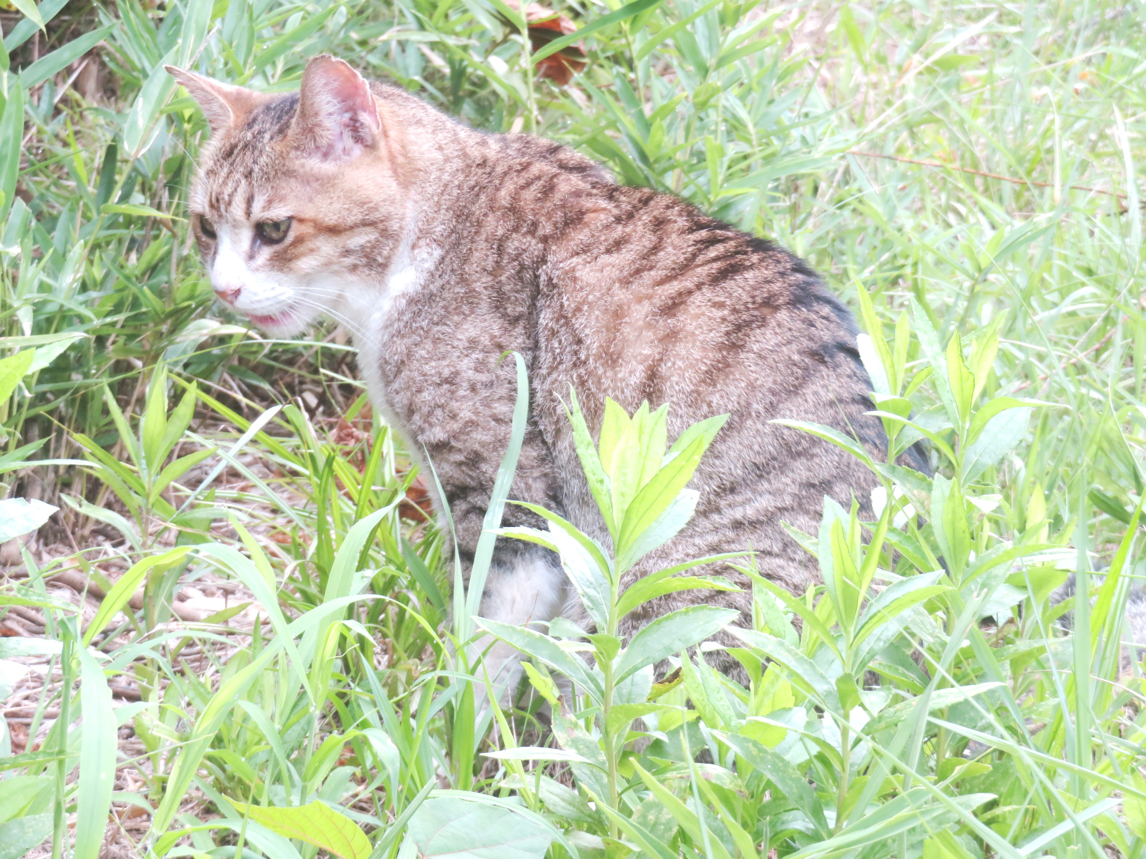 ねこ、風太 巡回