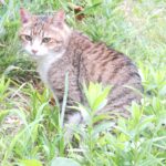 ねこ、風太　巡回
