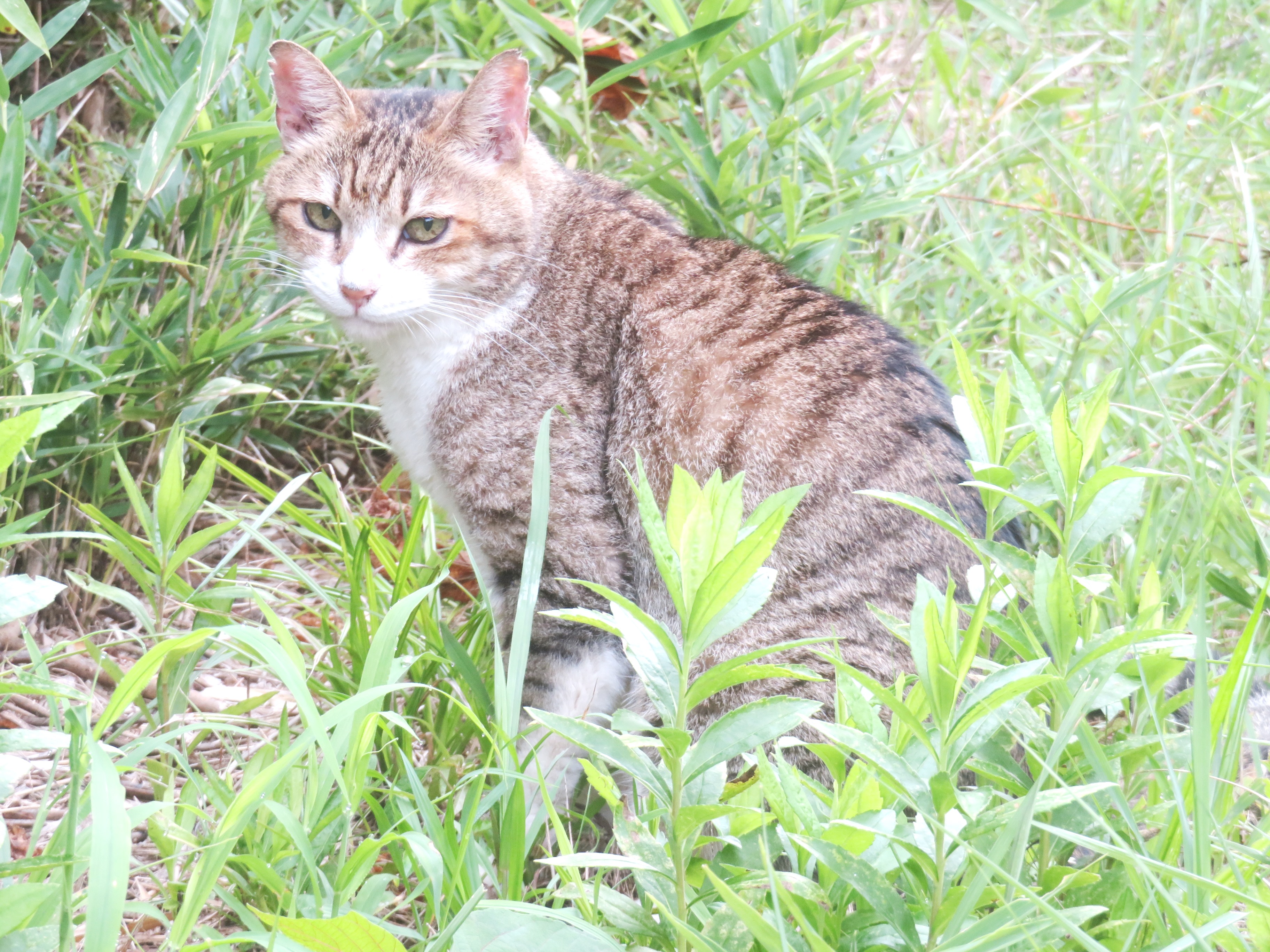 ねこ、風太 巡回