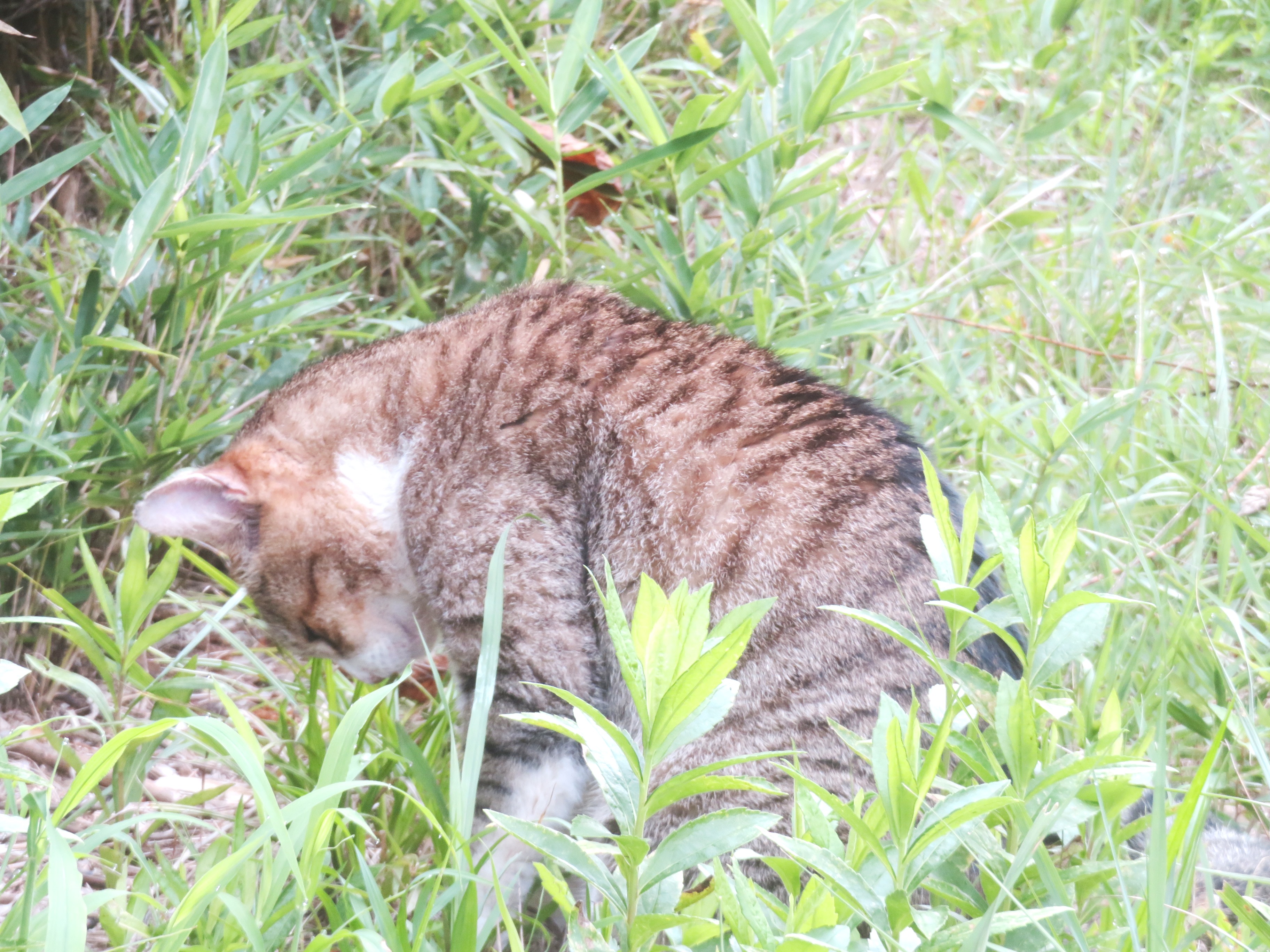 ねこ、風太 巡回