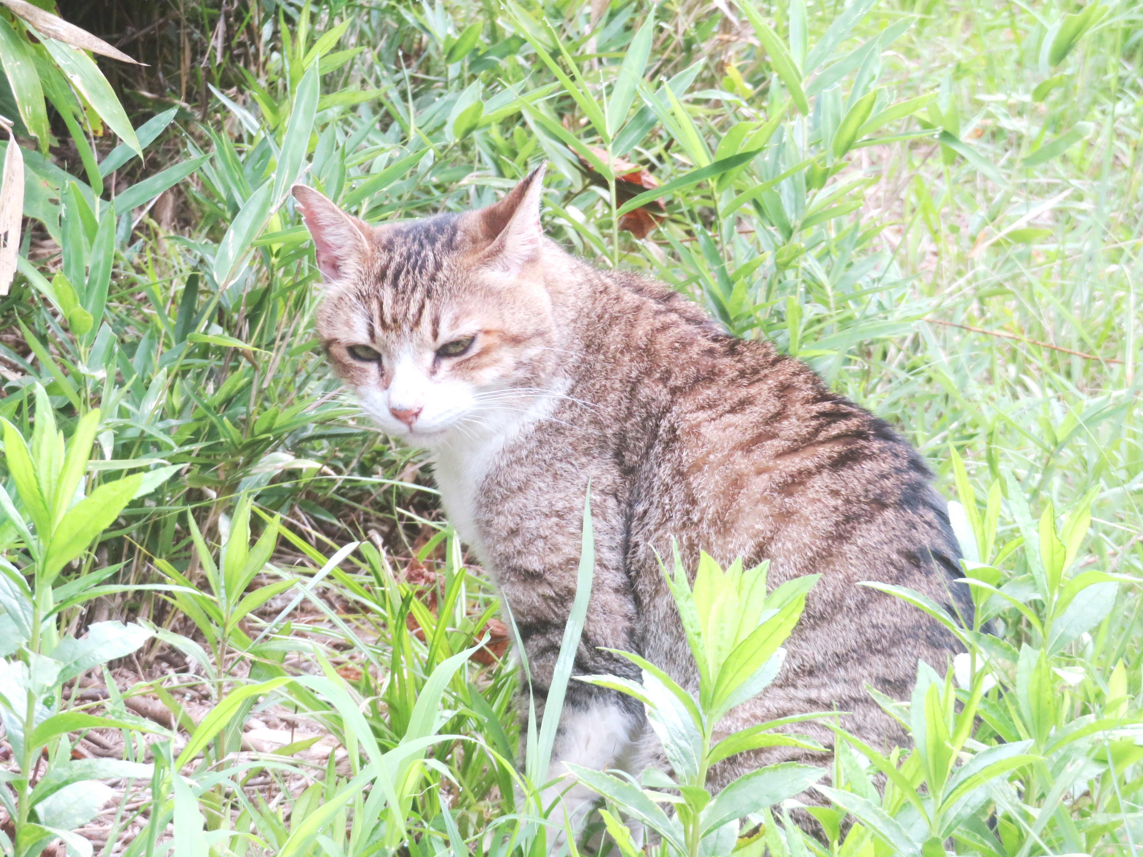 ねこ、風太 巡回