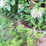ねこ、風太　巡回