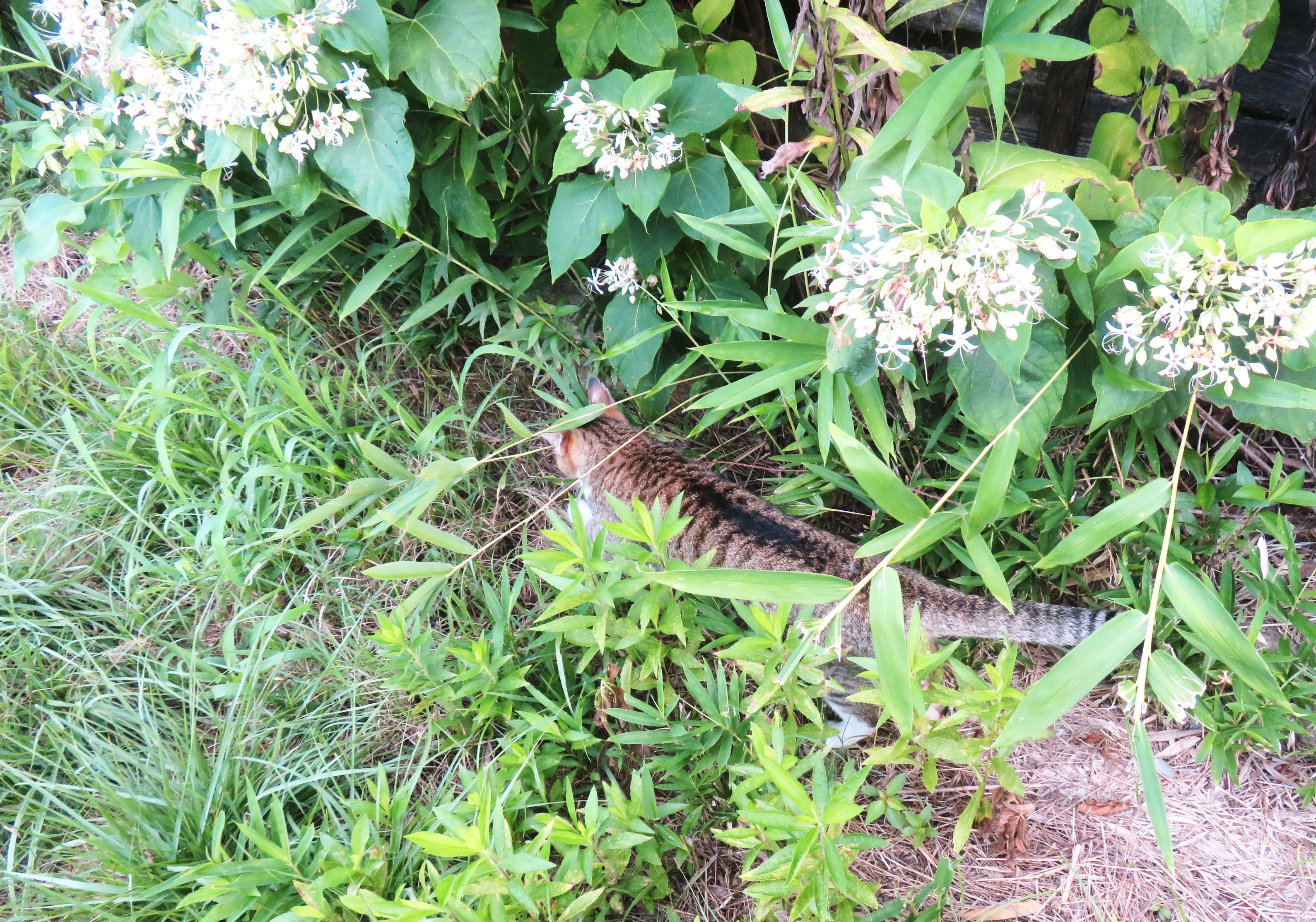 ねこ、風太　巡回