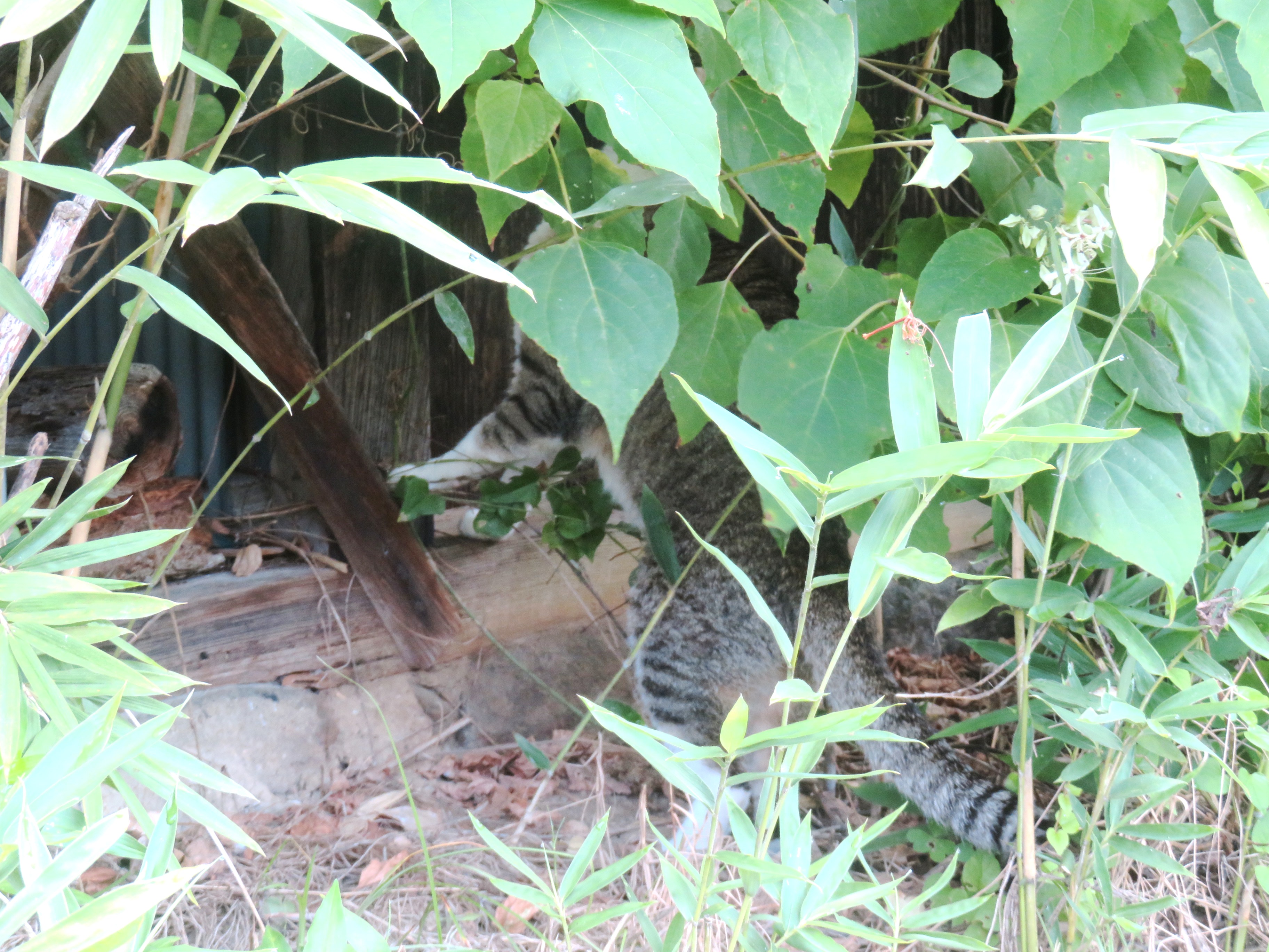 ねこ、風太　巡回
