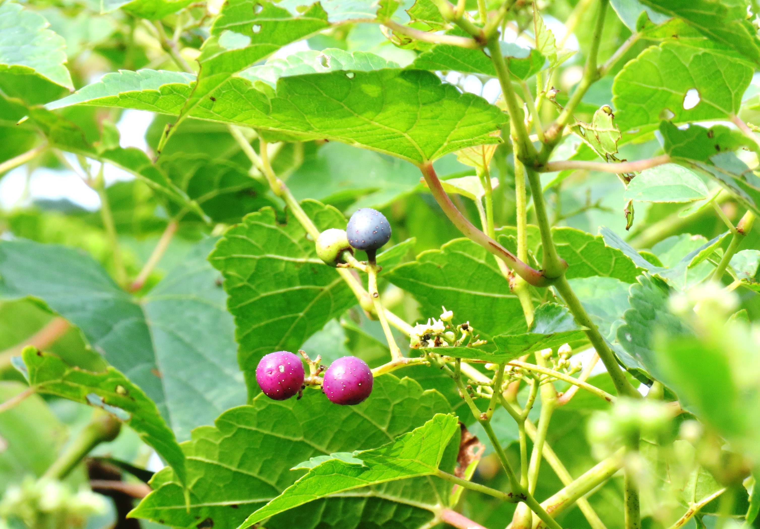 野葡萄の実