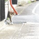 ねこ、風太　巡回