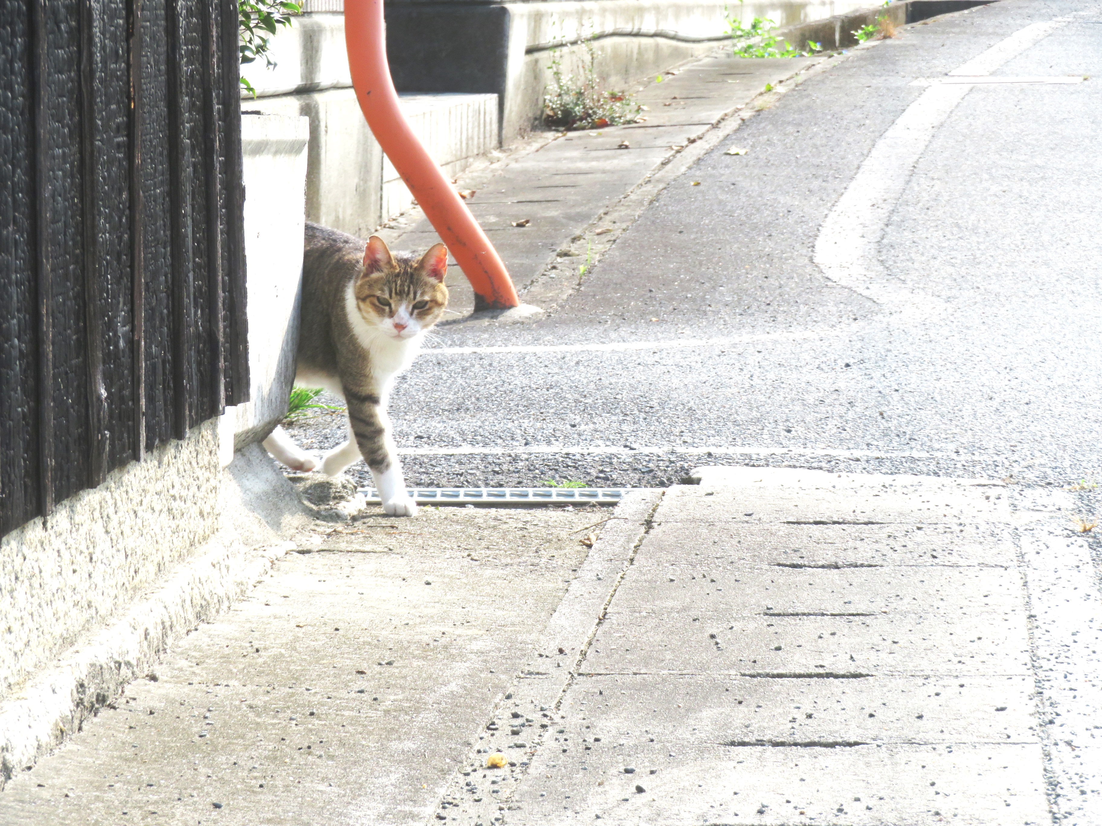 ねこ、風太 巡回