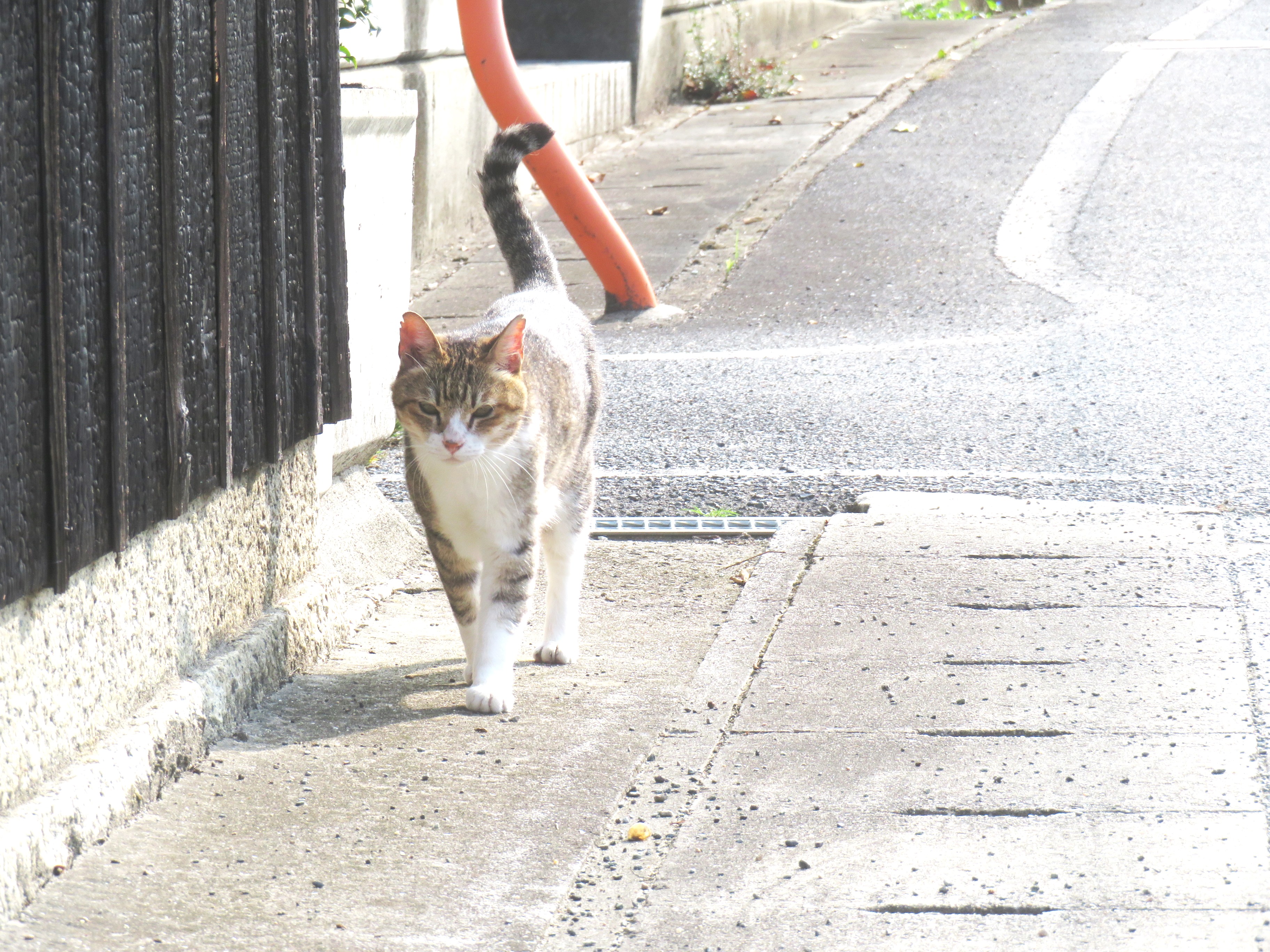 ねこ、風太 巡回