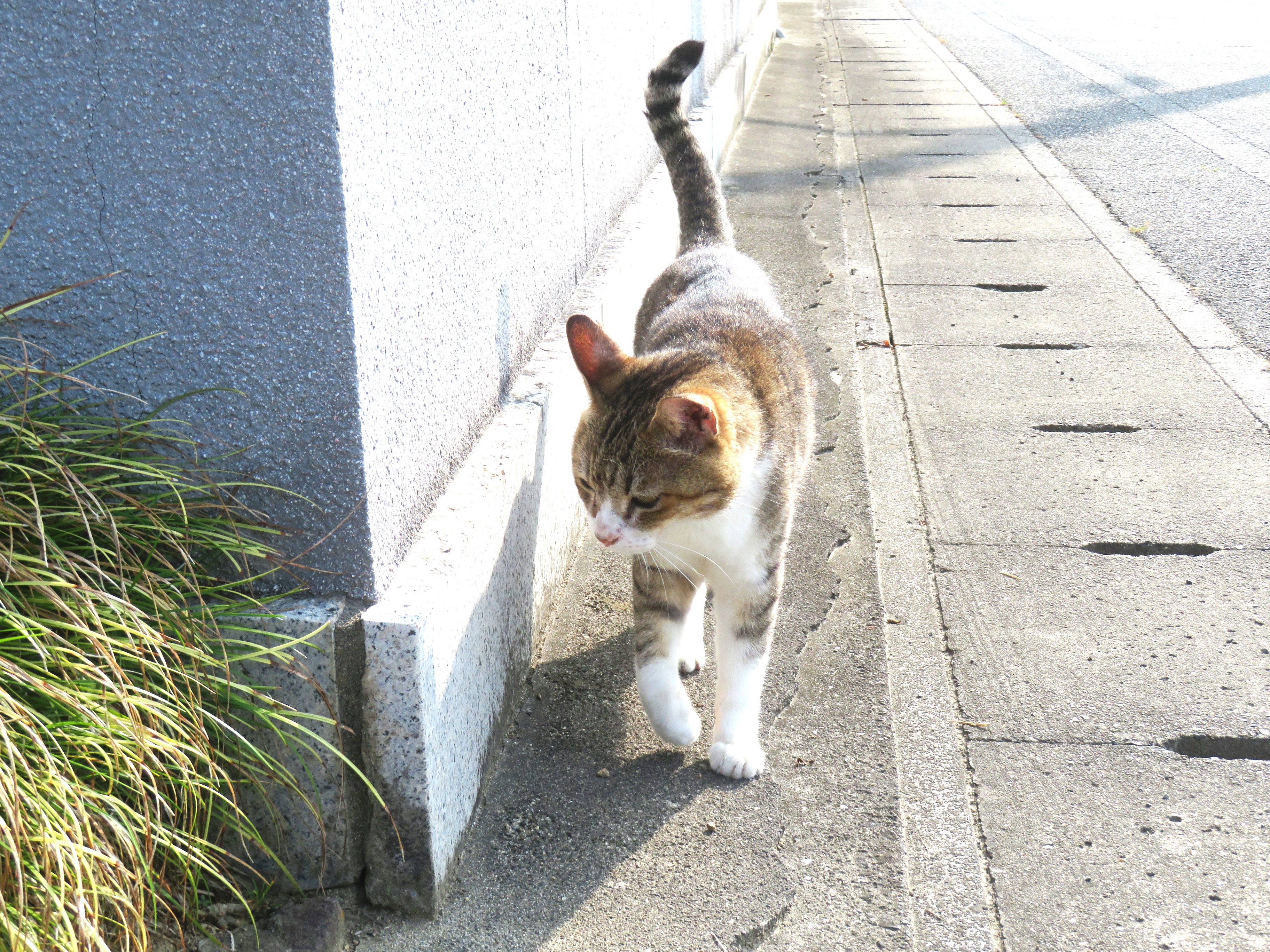 ねこ、風太 巡回