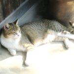 ねこ、風太　巡回