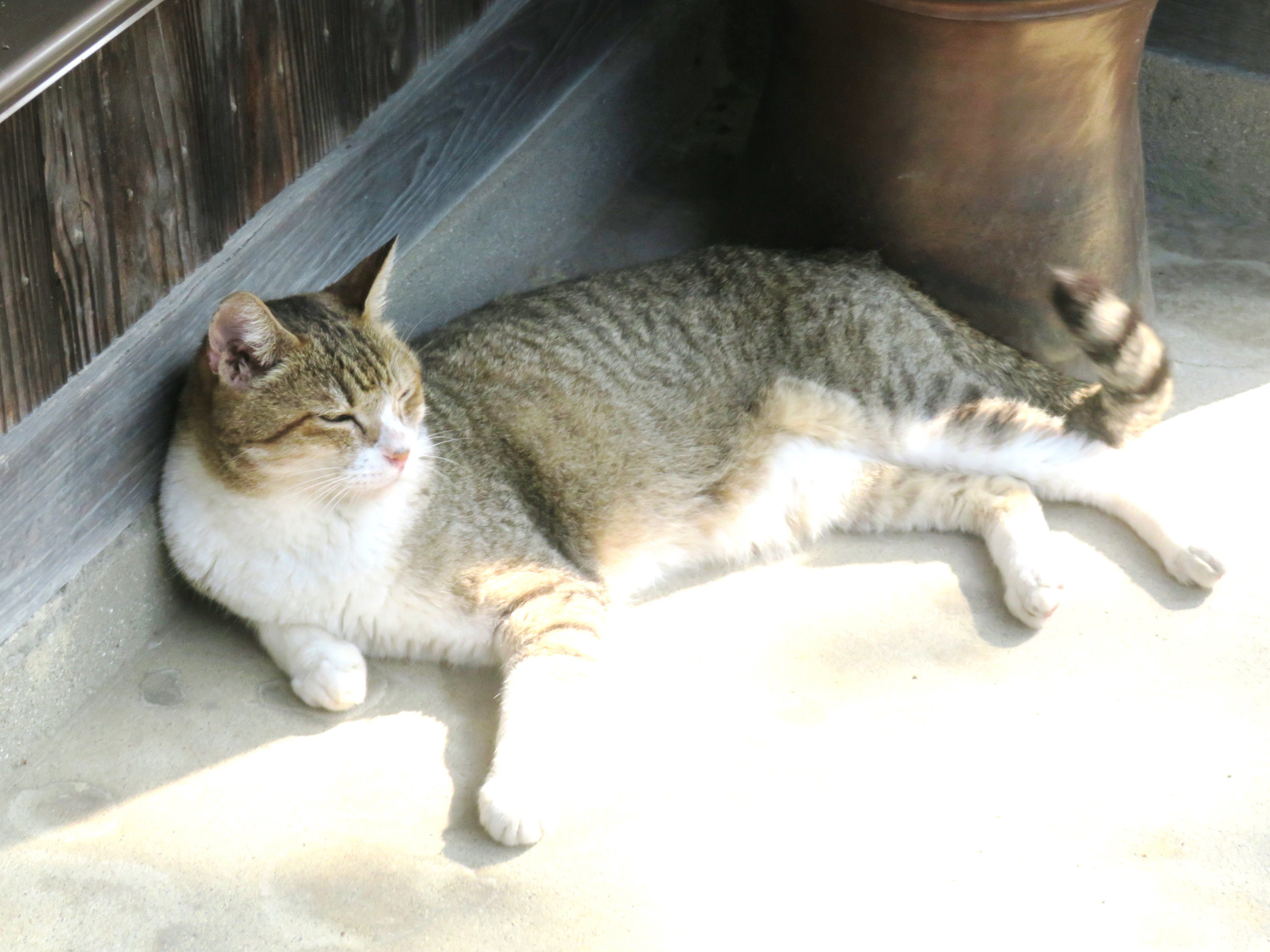 ねこ、風太　巡回
