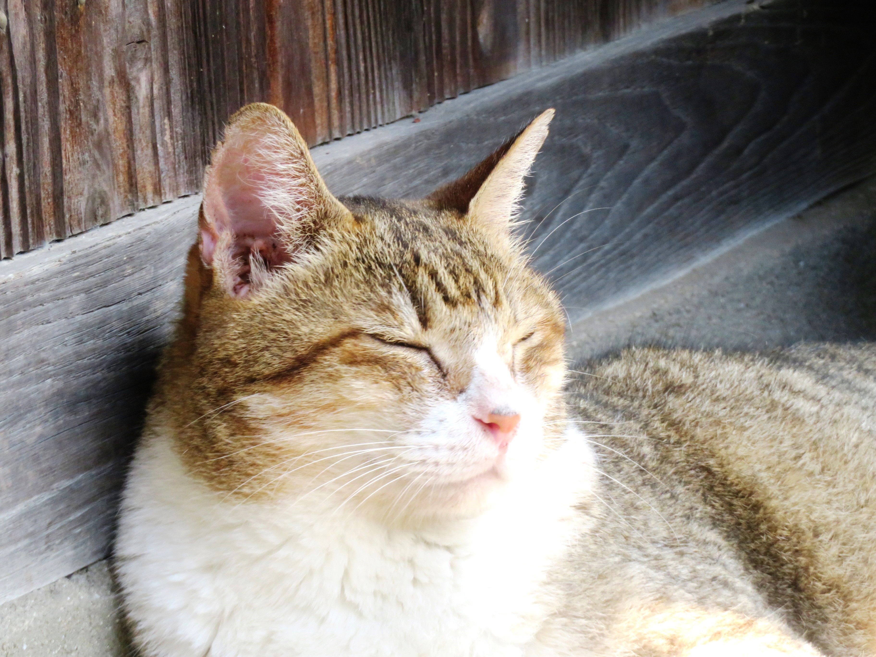 ねこ、風太　巡回