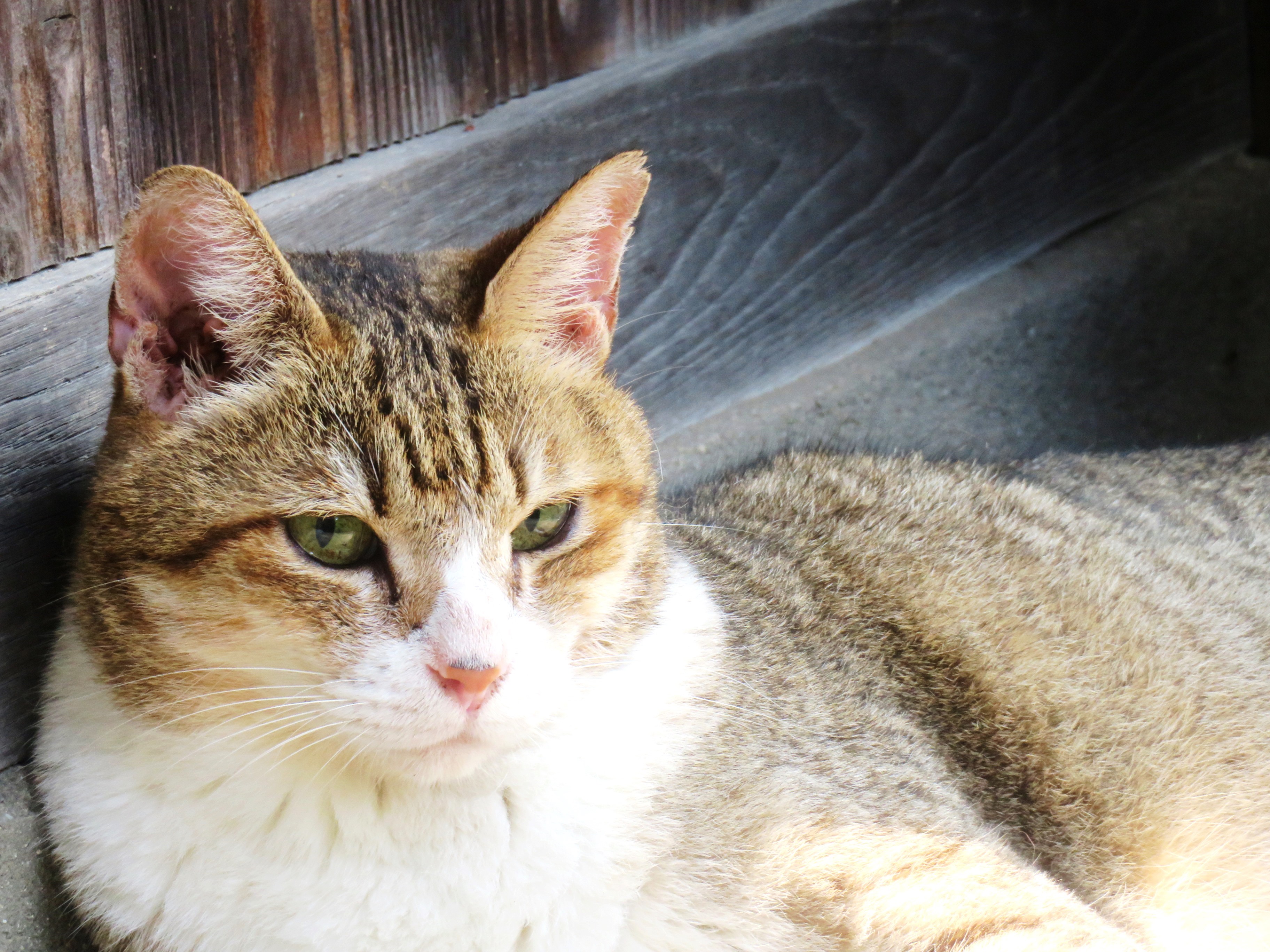 ねこ、風太　巡回
