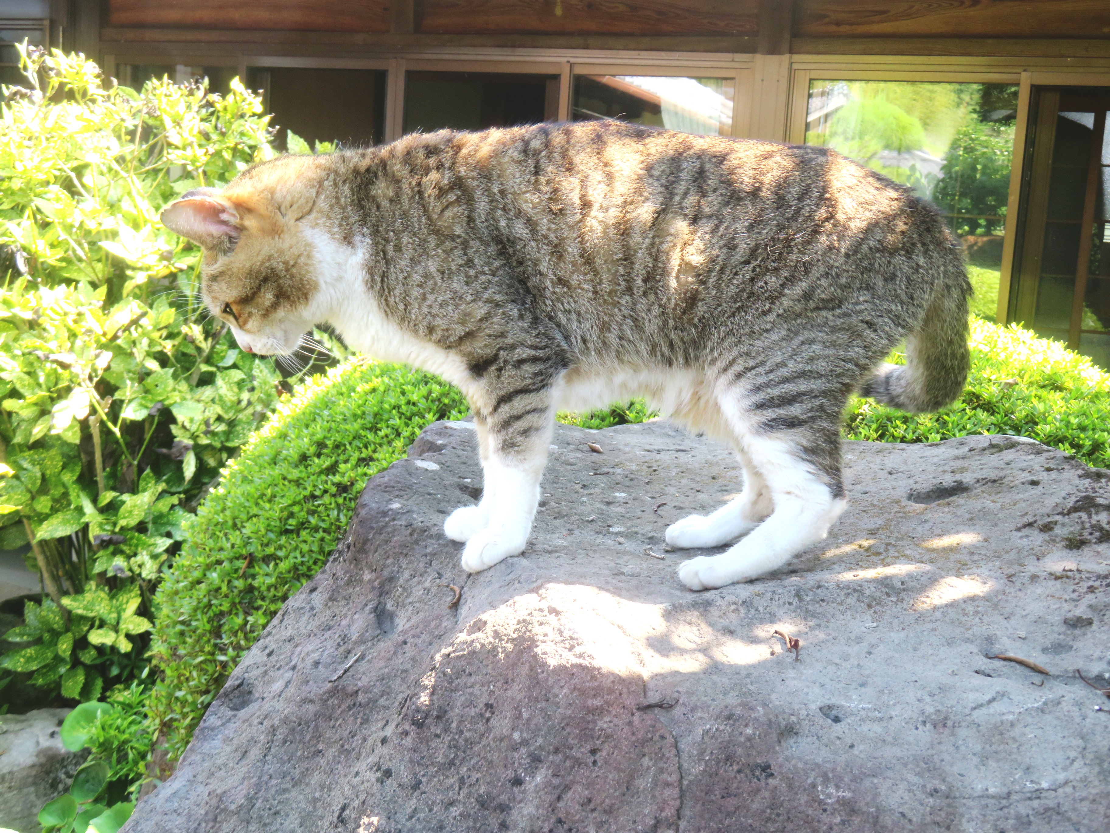 ねこ、風太 巡回