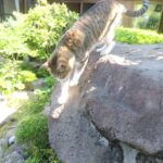 ねこ、風太　巡回