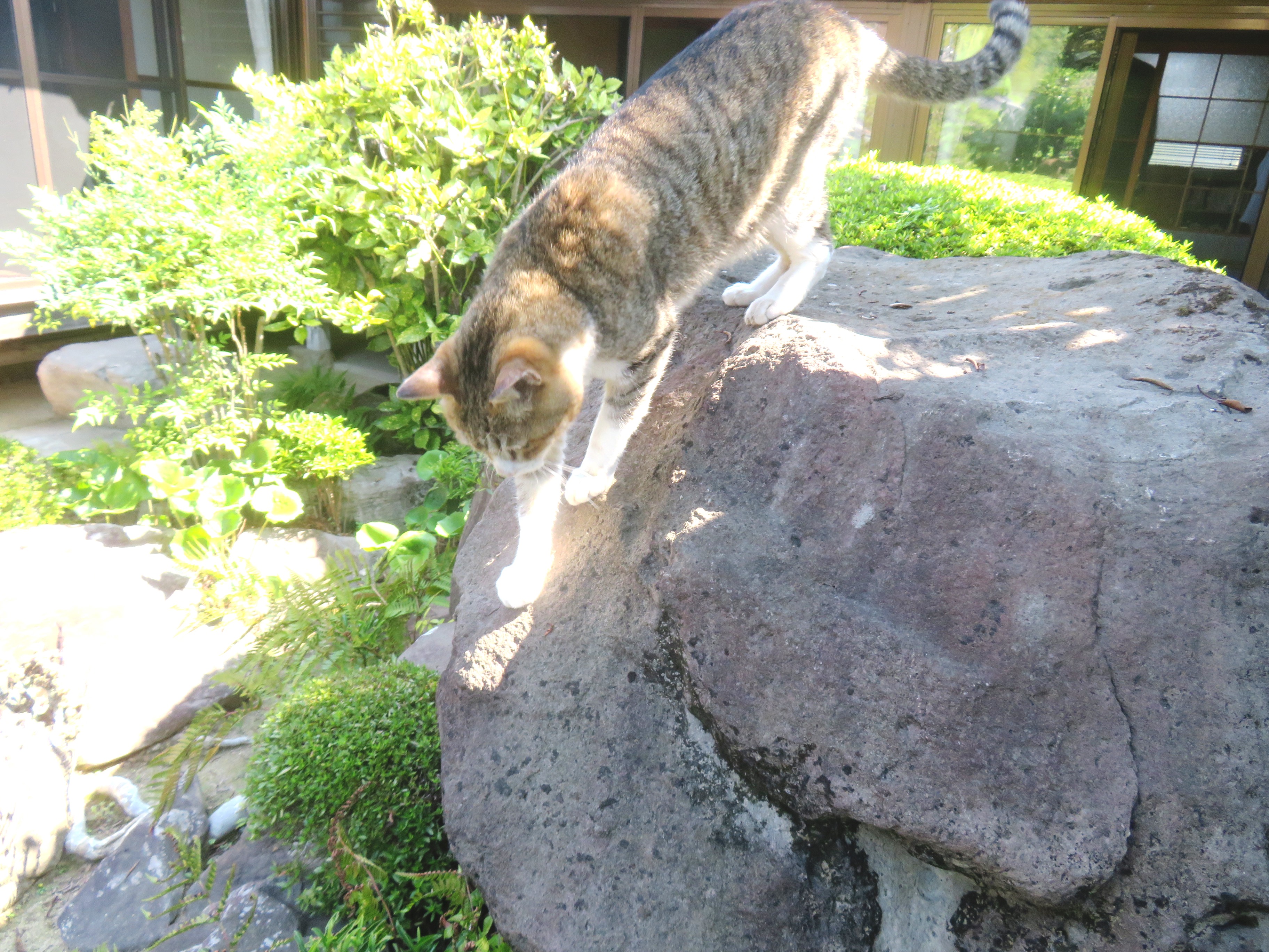 ねこ、風太 巡回