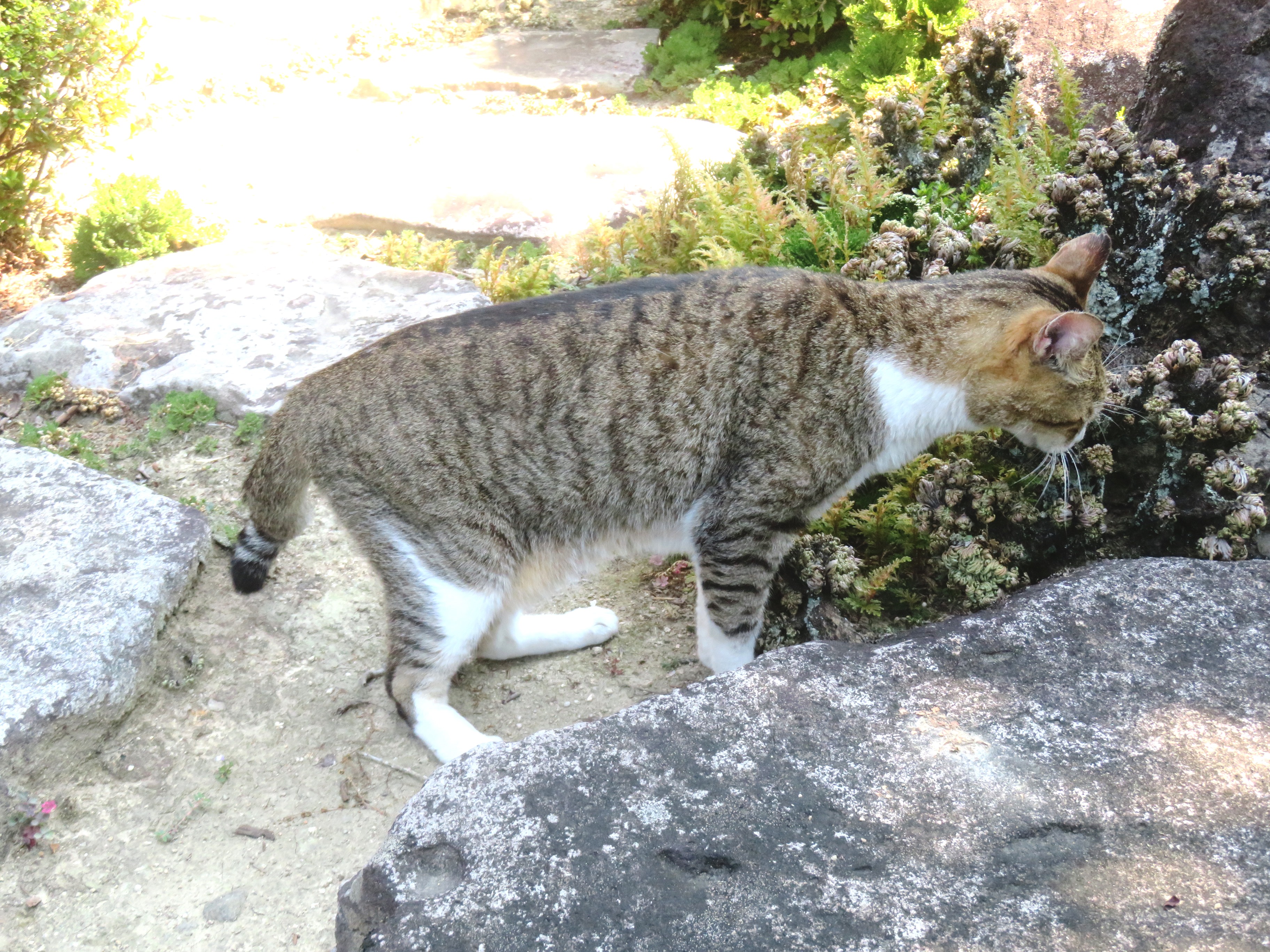 ねこ、風太 巡回